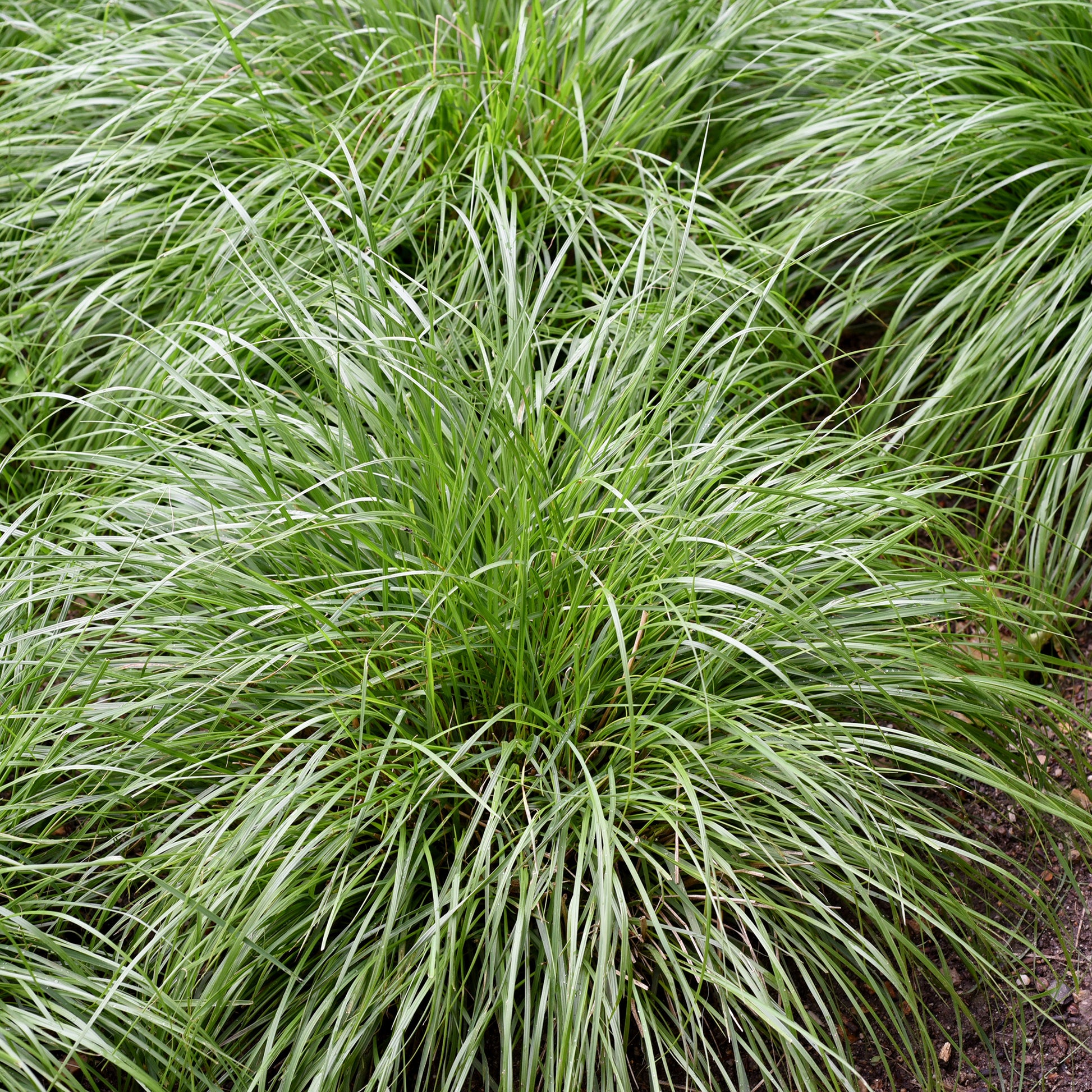 Oshima-Segge J.S. Greenwell - Carex oshimensis J.S. Greenwell - Bakker