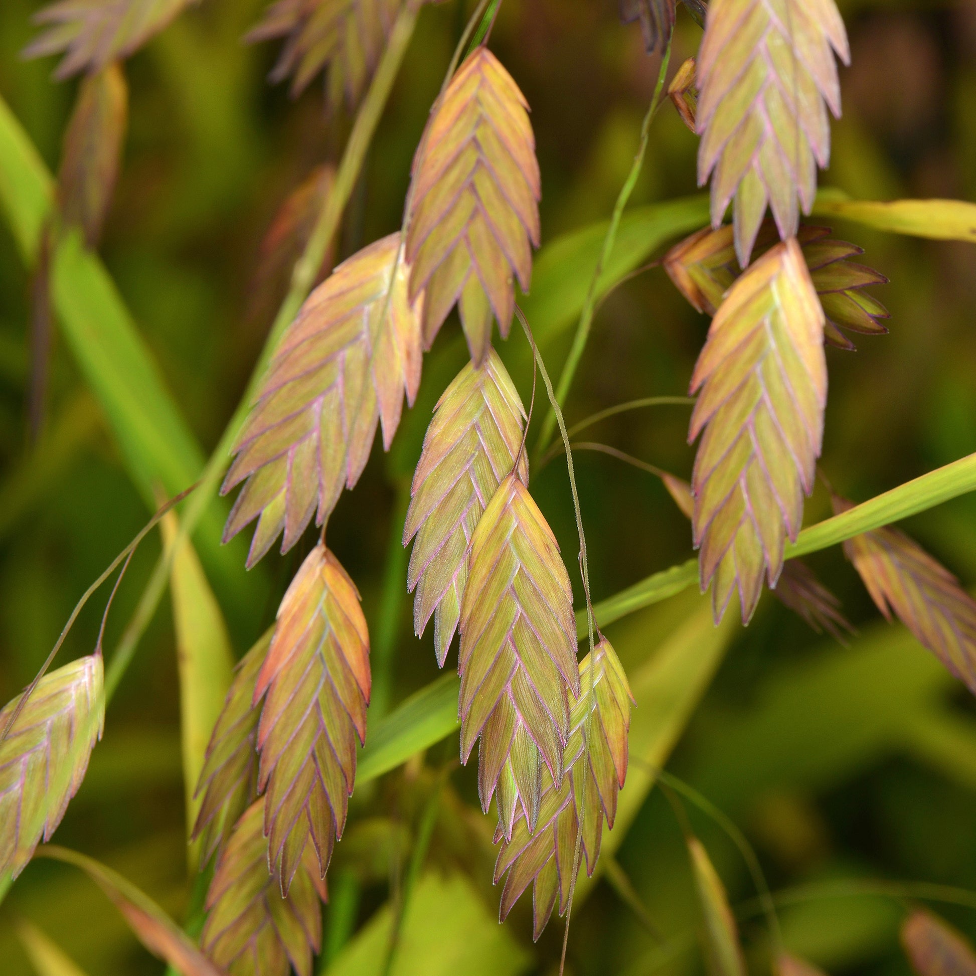 Verkauf Plattährengras - Chasmanthium latifolium