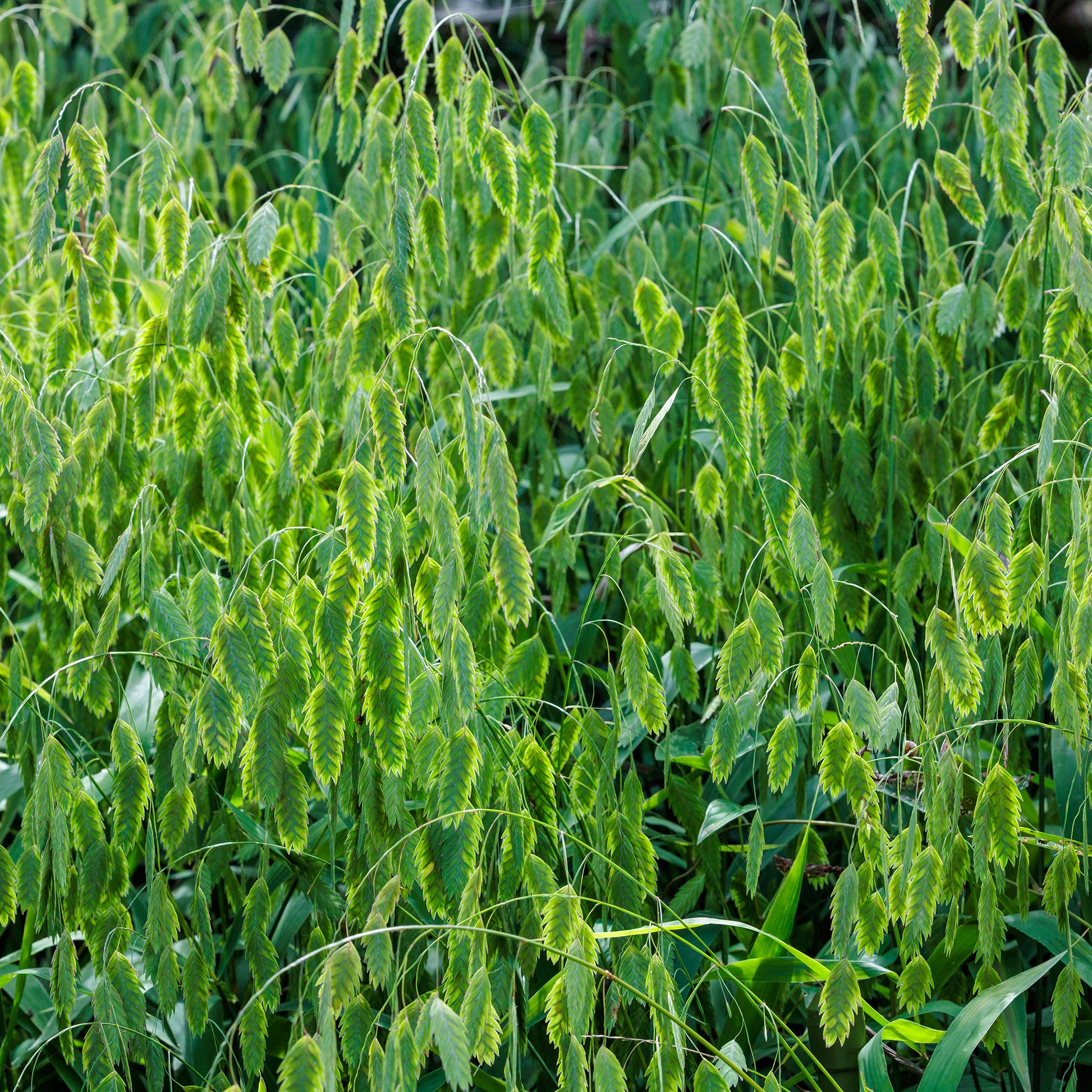 Gräser - Plattährengras - Chasmanthium latifolium