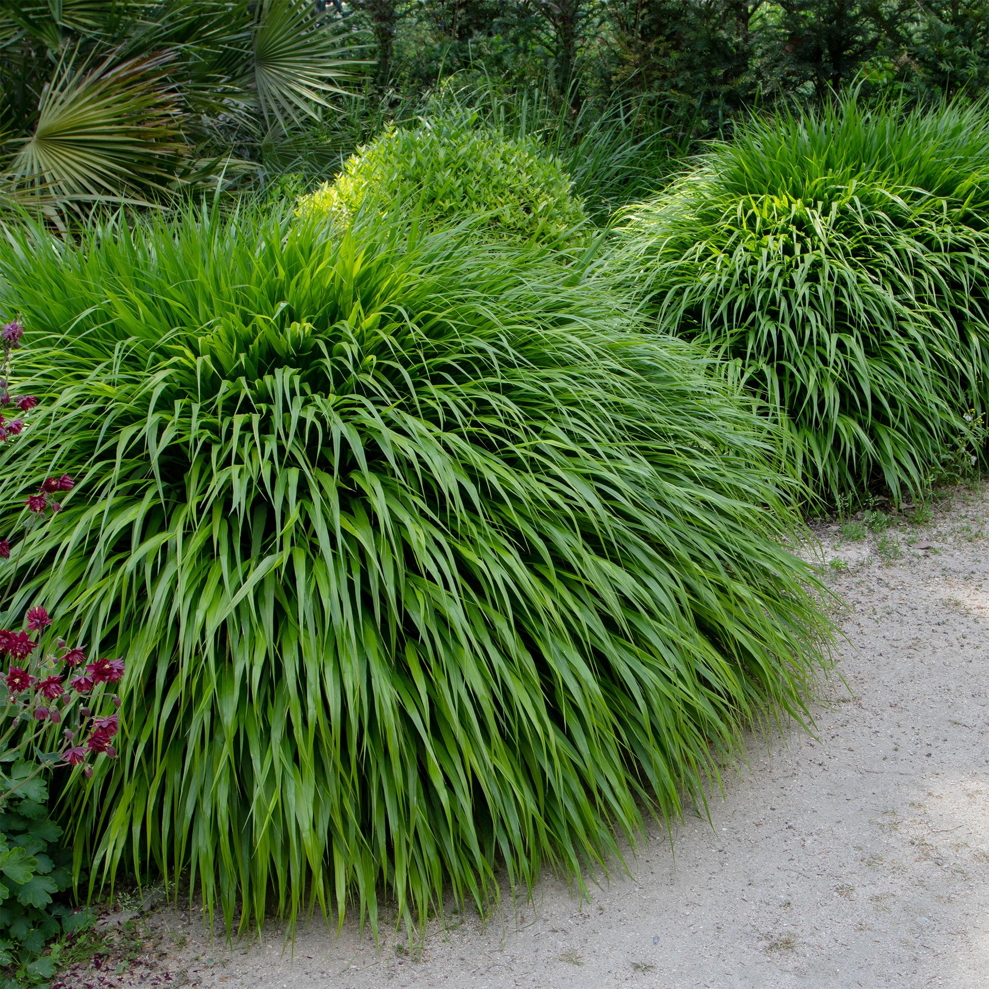 Hakonechloa macra - Japanwaldgras - Japanisches Gras