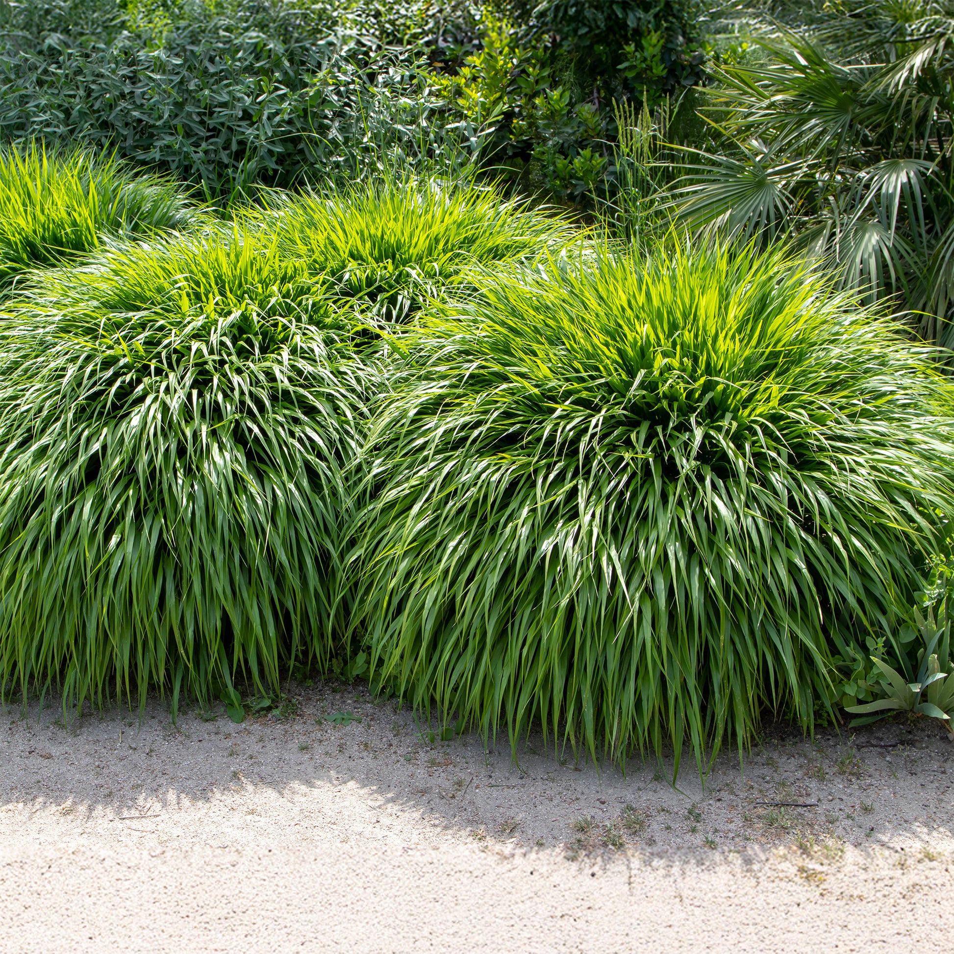 Japanwaldgras - Hakonechloa macra - Bakker