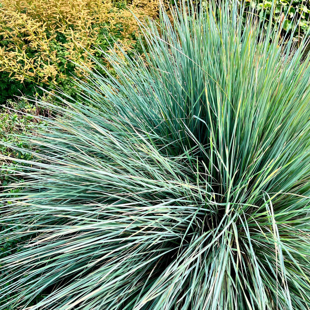 Blaustrahlhafer Pendula - Bakker