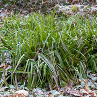 Wald-Hainsimsen - Luzula sylvatica - Bakker