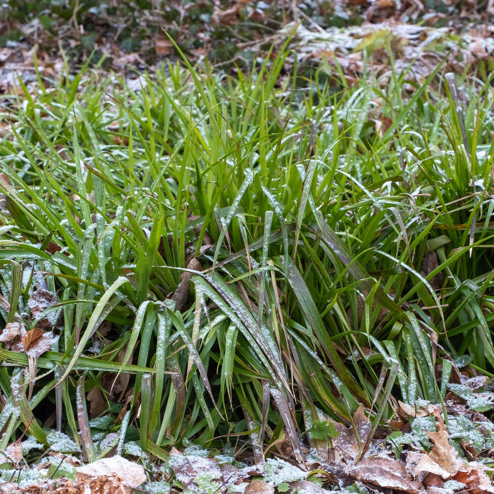 Wald-Hainsimsen - Luzula sylvatica - Bakker