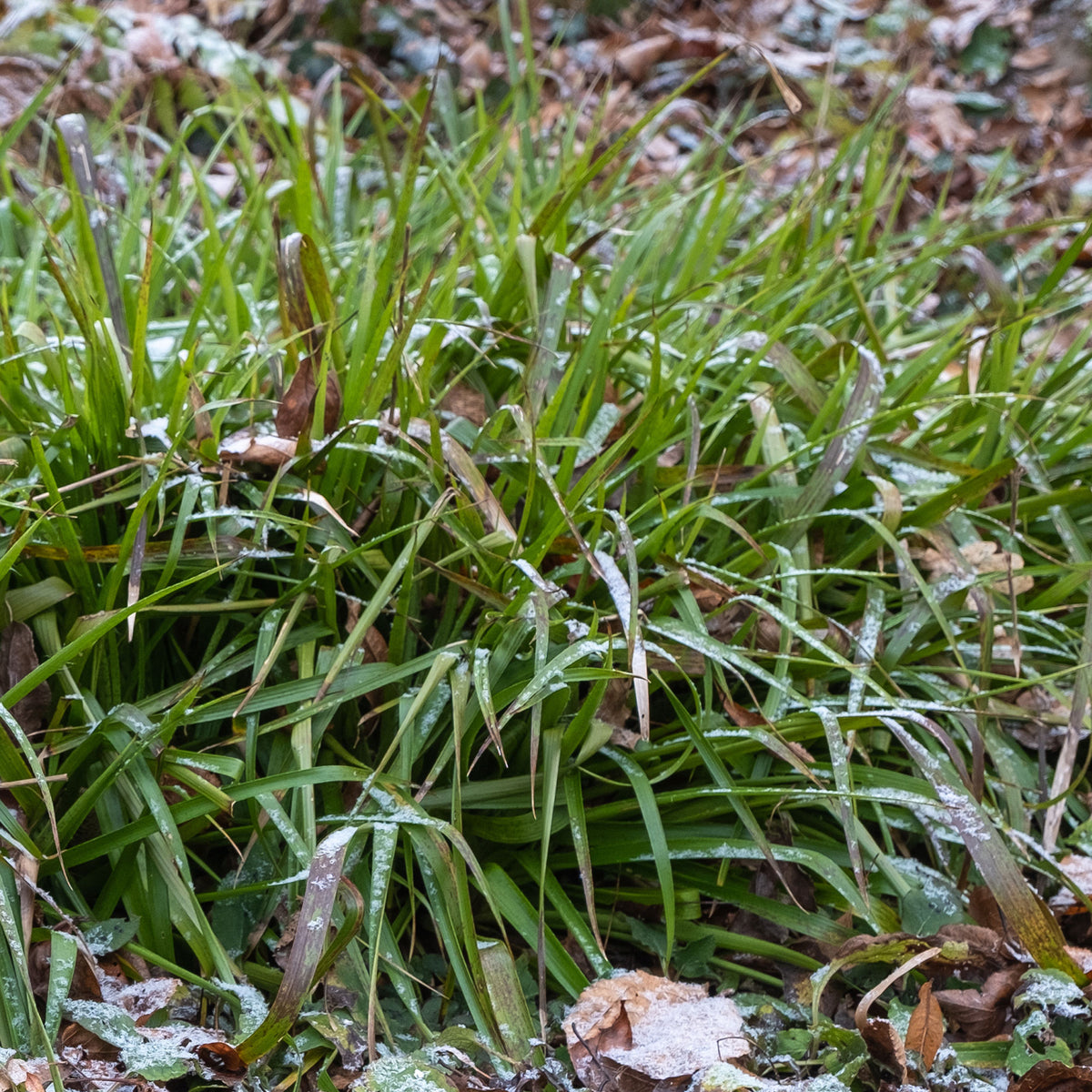 Wald-Hainsimsen - Bakker