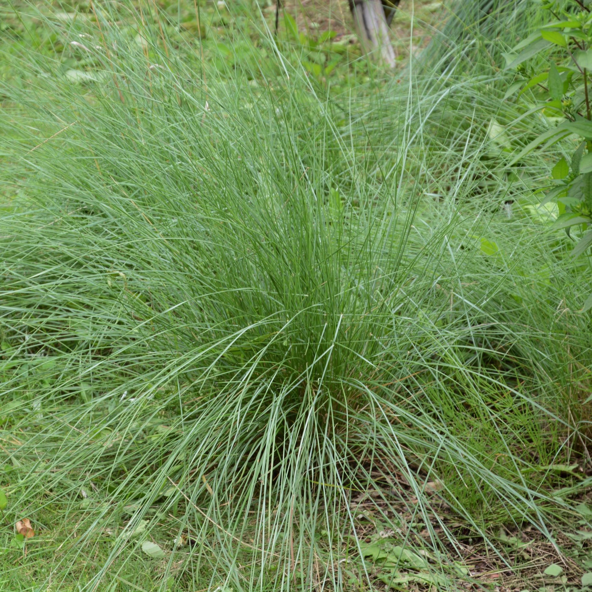 Amerikanisches Hirschgras - Muhlenbergia rigens - Bakker