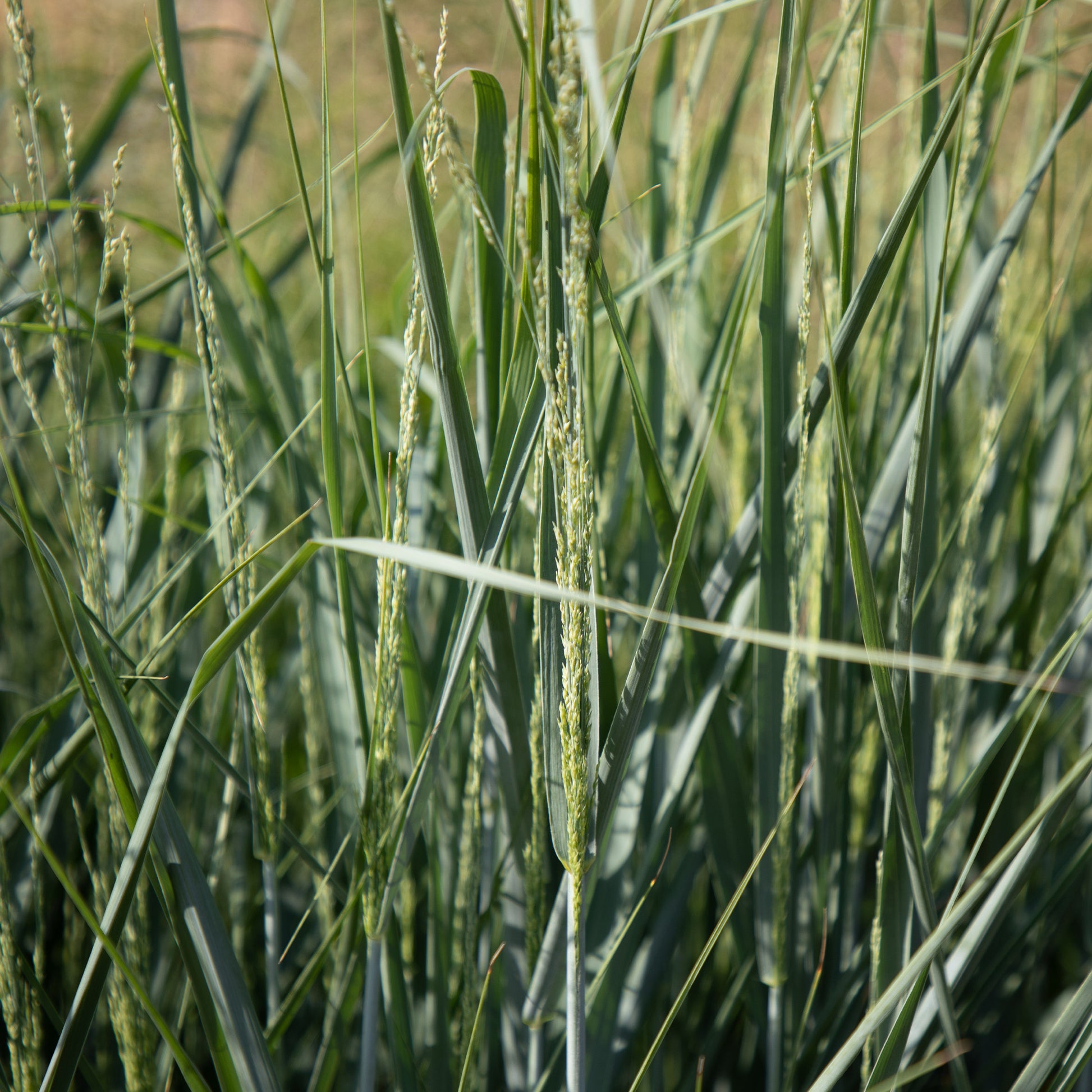 Aufrechte Rutenhirse - Panicum amarum - Bakker