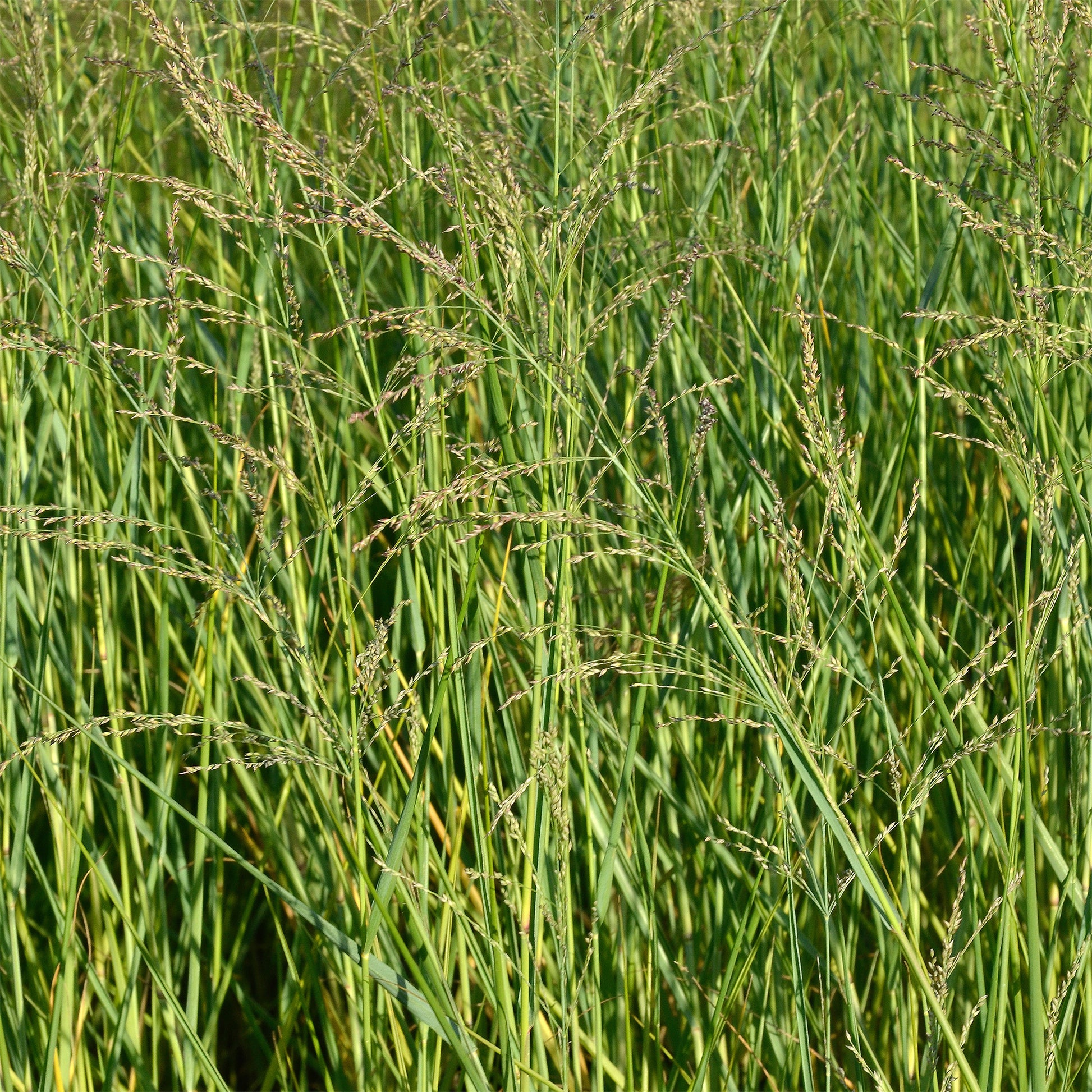 Aufrechte Rutenhirse - Bakker