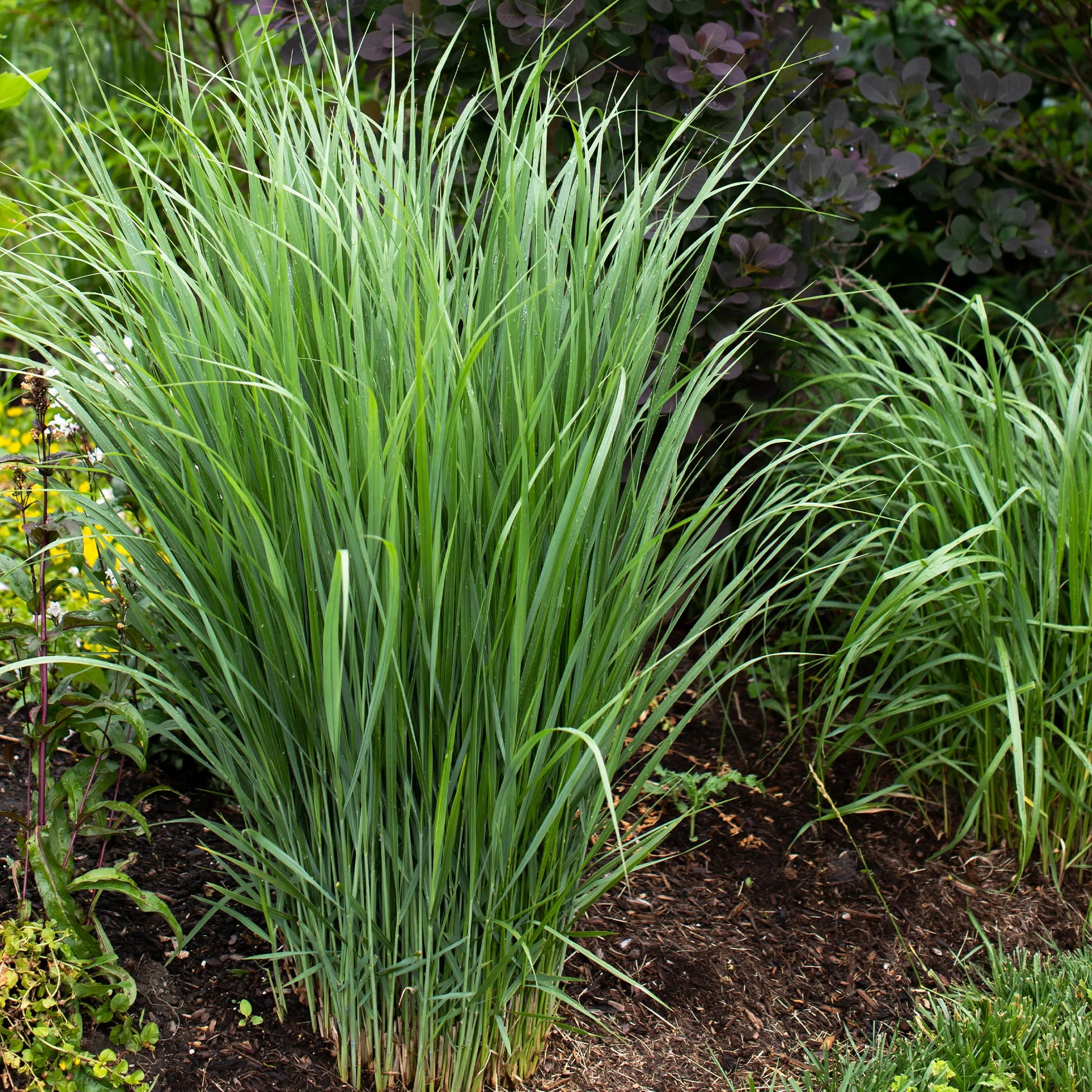 5 Stauden für eine Blumenwiese - Panicum virgatum,Sesleria autumnalis, Allium sphaerocephalon,Veronicastrum virginicum, Sanguisorba officinalis       - Bakker