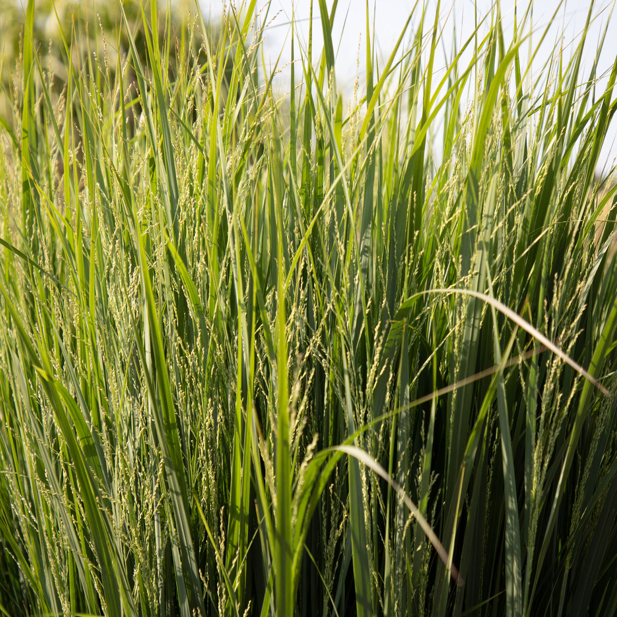 Riesen-Rutenhirse Northwind - Panicum virgatum northwind - Bakker