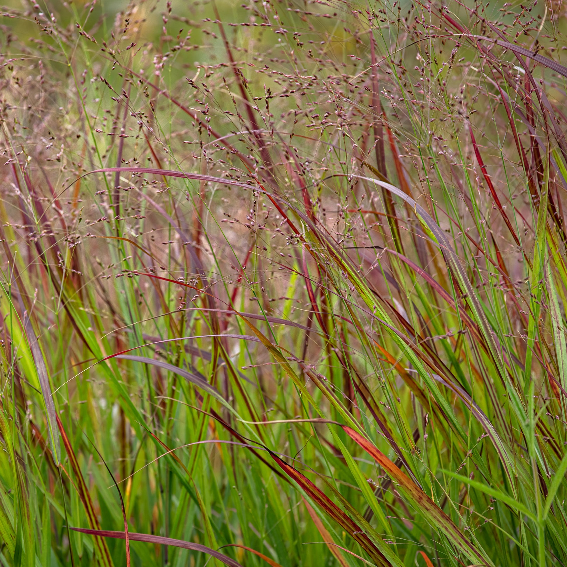 Aufrechte Rispe Shenandoah - Panicum virgatum Shenandoah - Bakker