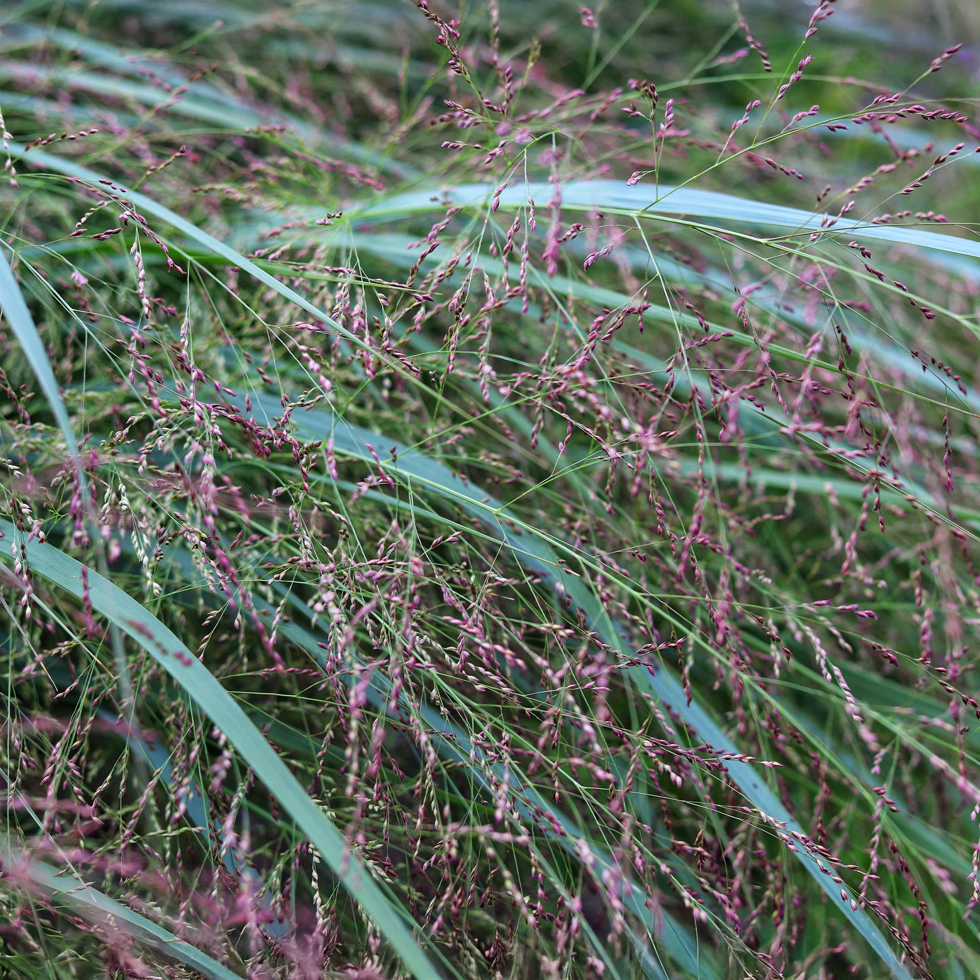 Rutenhirse Squaw - Panicum virgatum Squaw - Bakker