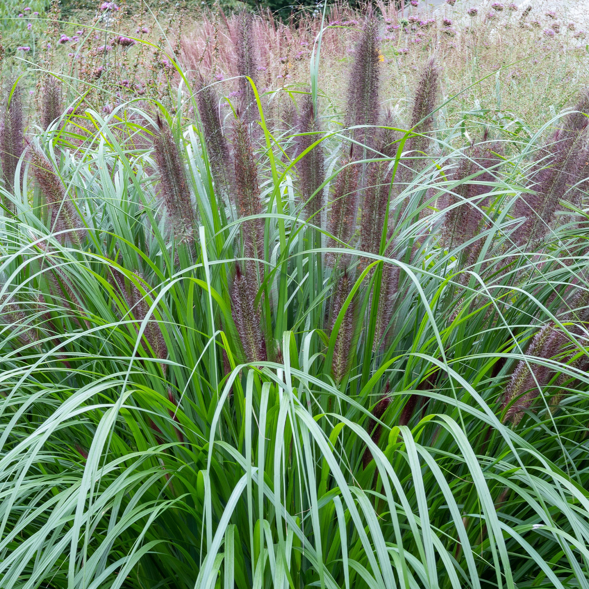 Pennisetum - Lampenputzergras ‘Black Beauty’ - Pennisetum alopecuroides Black Beauty