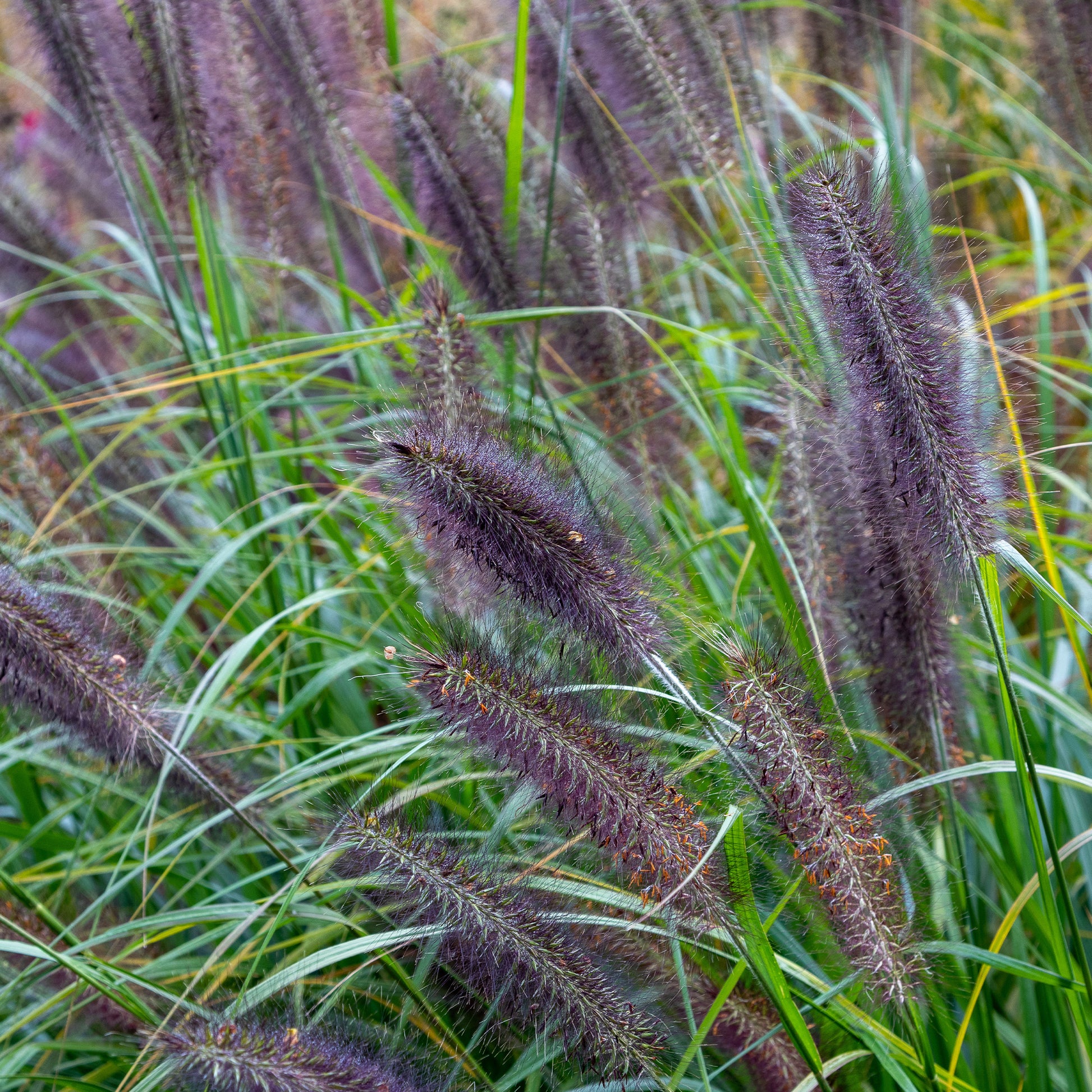 Pennisetum alopecuroides Black Beauty - Lampenputzergras ‘Black Beauty’ - Pennisetum