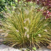 Pennisetum - Federborstengras - Pennisetum alopecuroides (compressum)