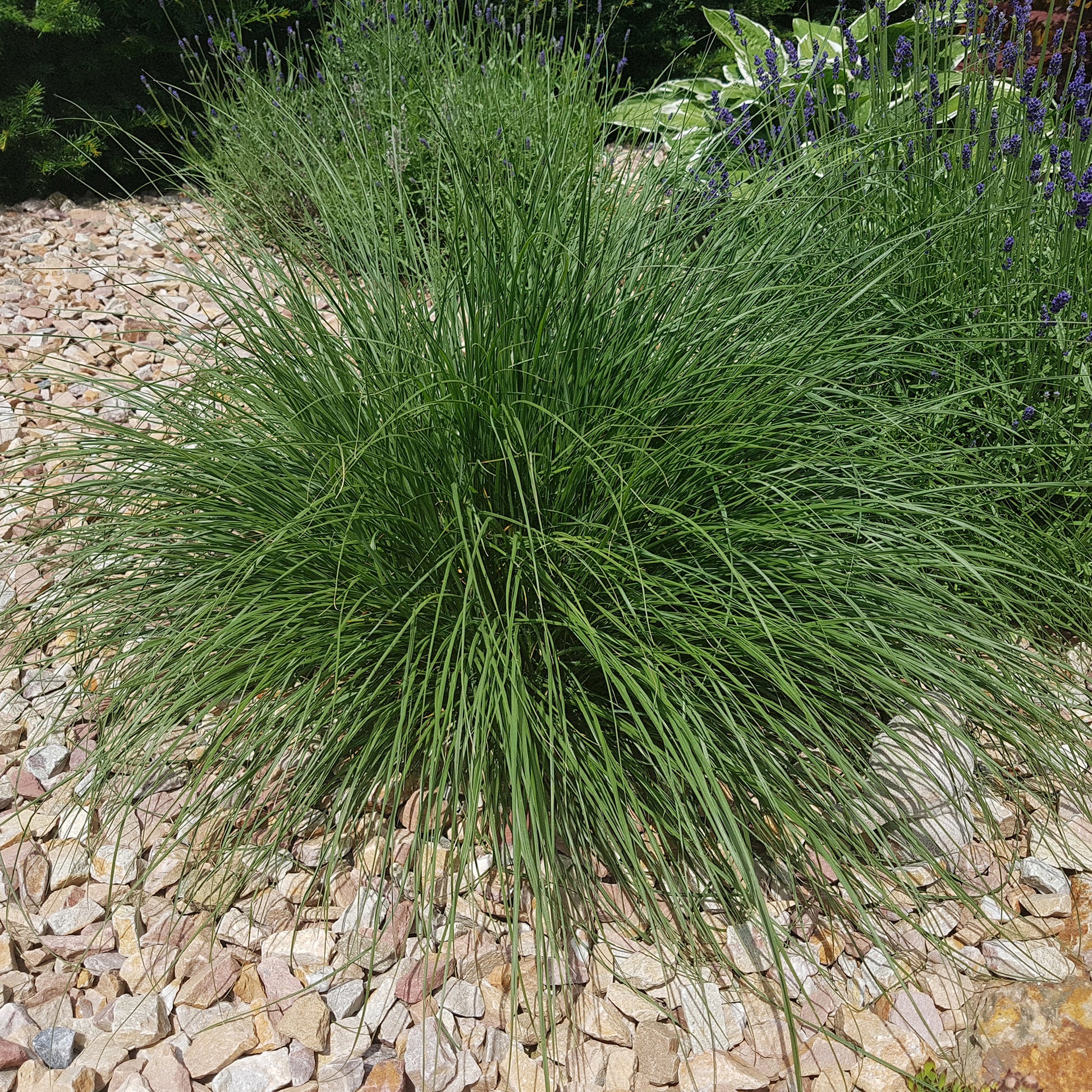 Verkauf Federborstengras - Pennisetum alopecuroides (compressum)