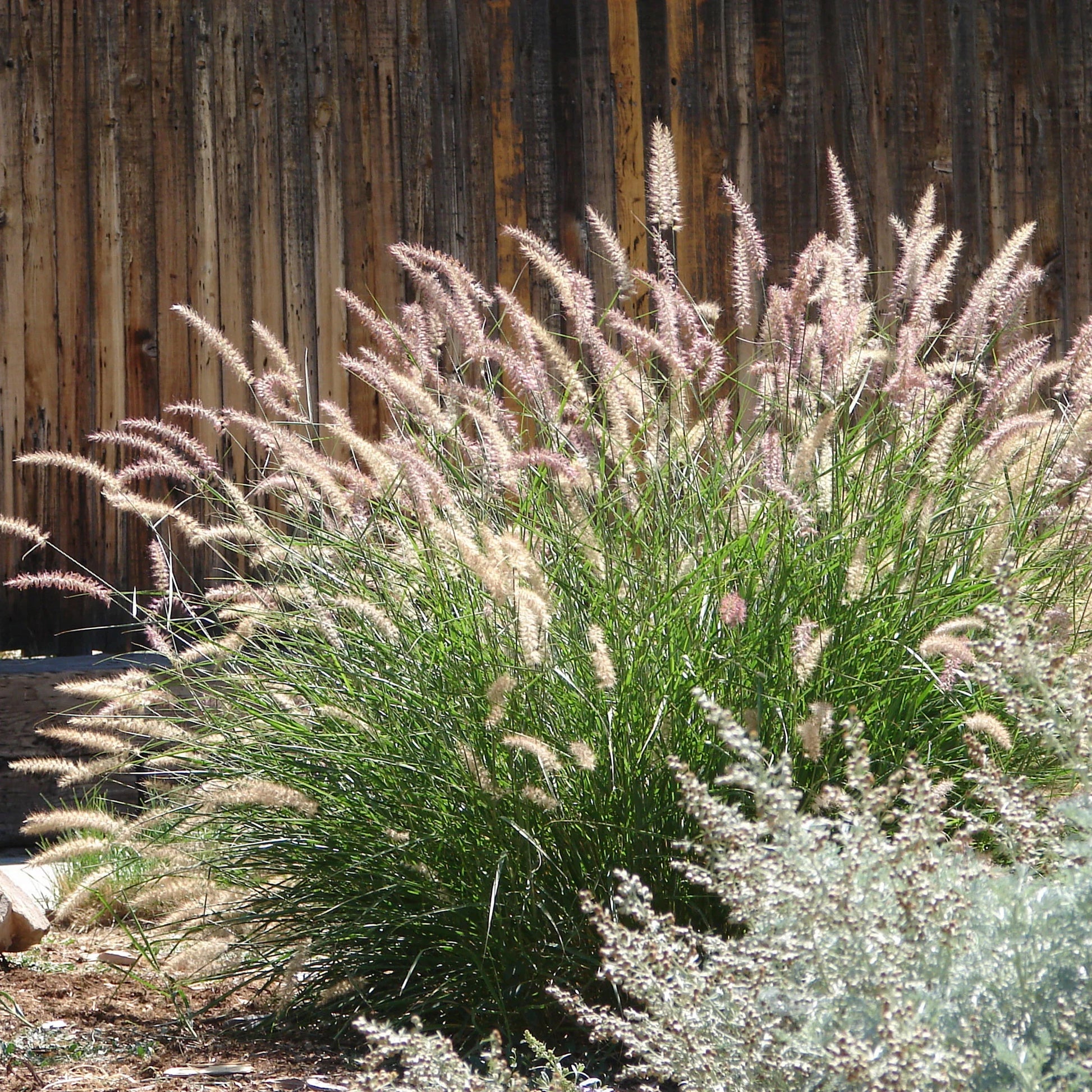 Molinia caerulea, Pennisetum orientale, Astrantia major, Scabiosa caucasica,Verbena bonariensis          - 5 rosa und violette Stauden - Stauden