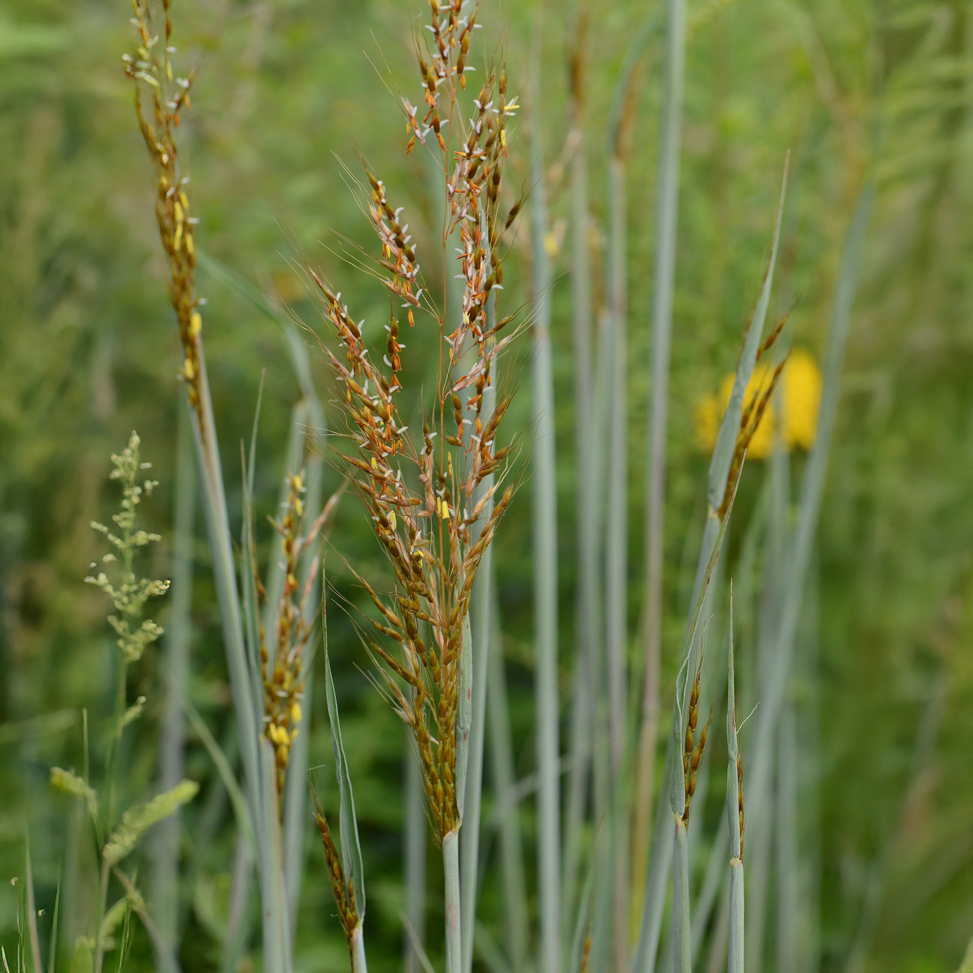 Indianergras Indian Steel - Sorghastrum nutans Indian Steel - Bakker