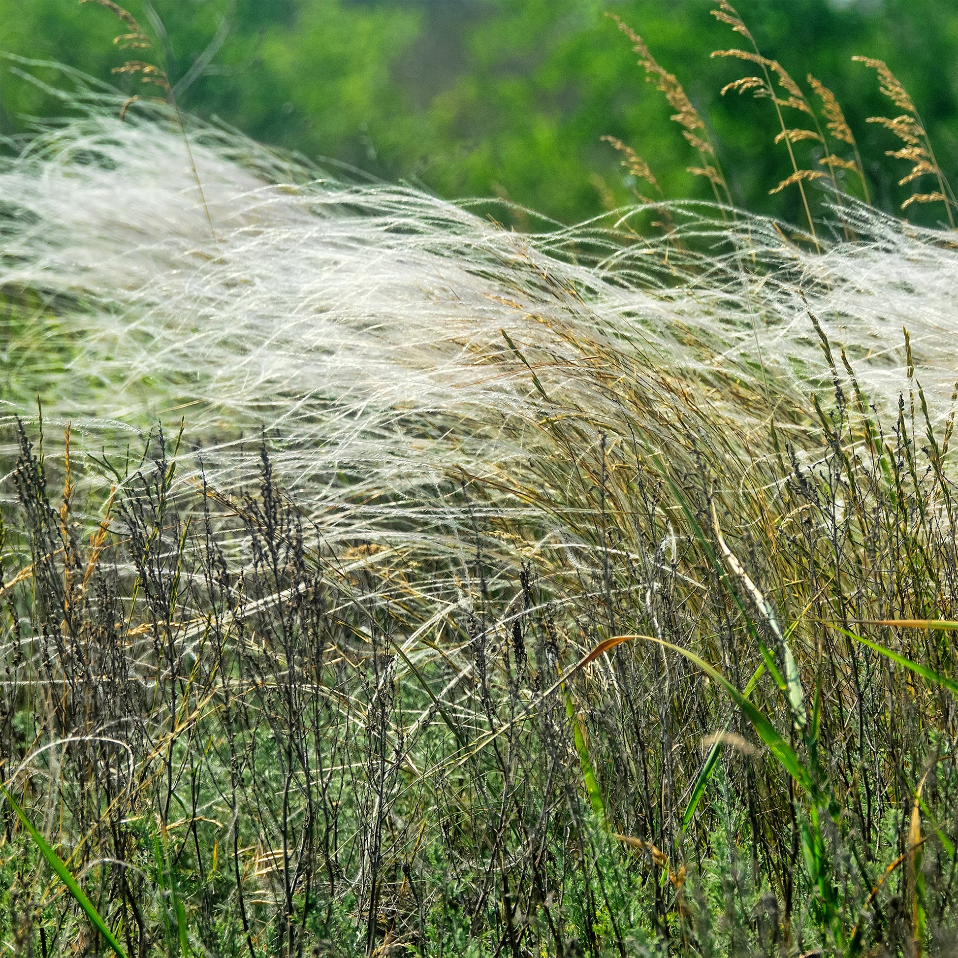 Federgras - Stipa capillata - Bakker