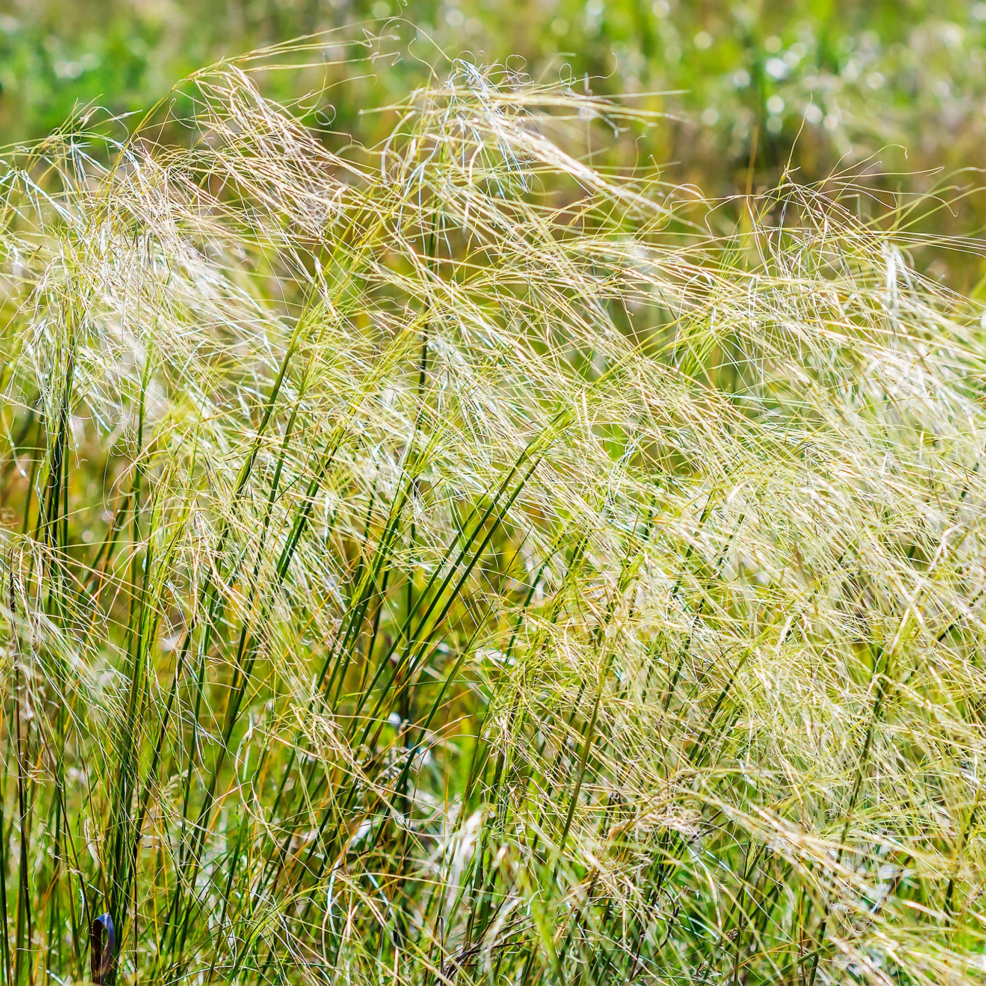 Stipa - Federgras - Stipa capillata
