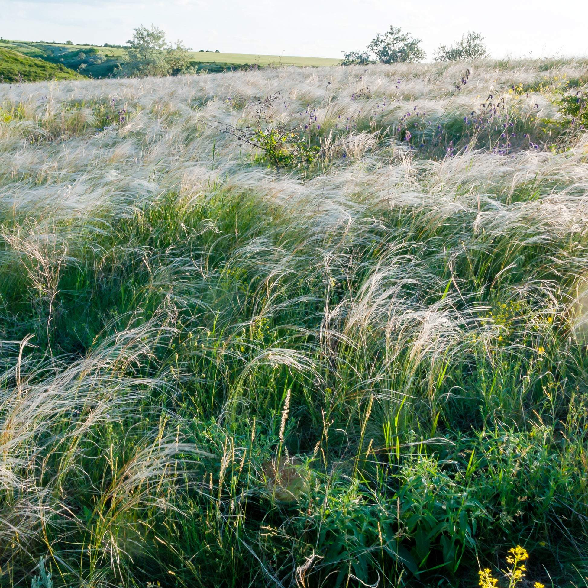 Stipa capillata - Federgras - Stipa