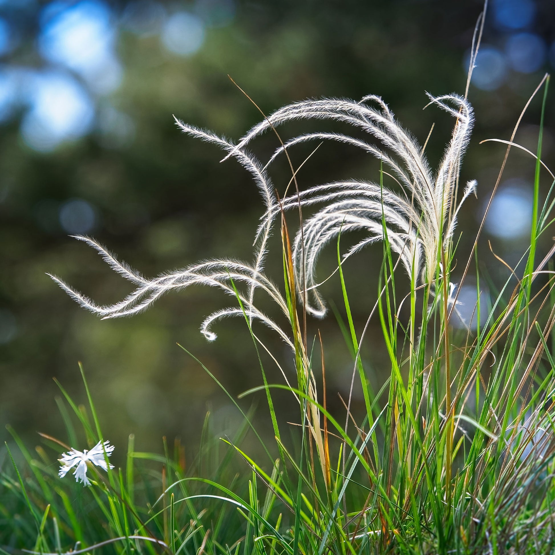 Stipa - Federgras - Stipa pennata