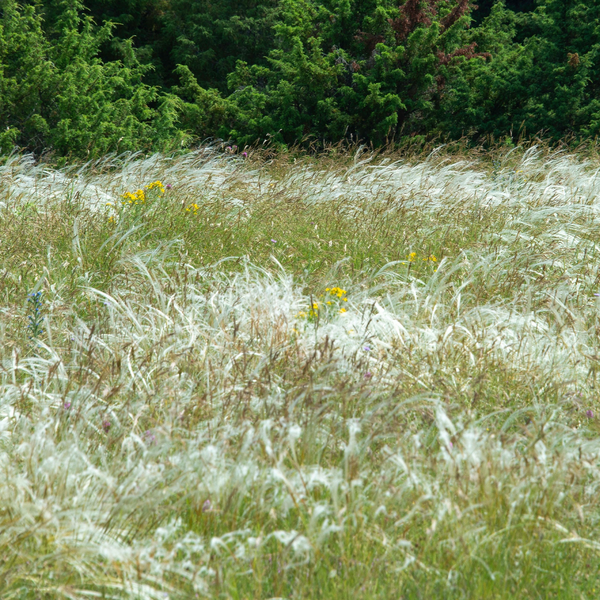 Federgras - Stipa pennata - Bakker