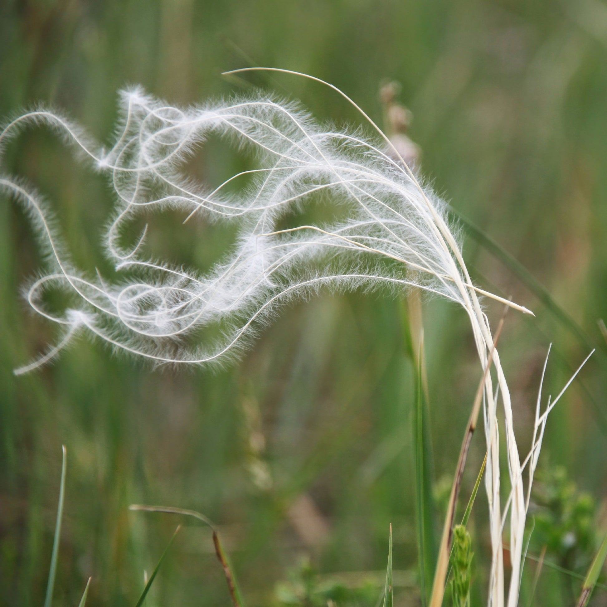 Stipa pennata - Federgras - Stipa