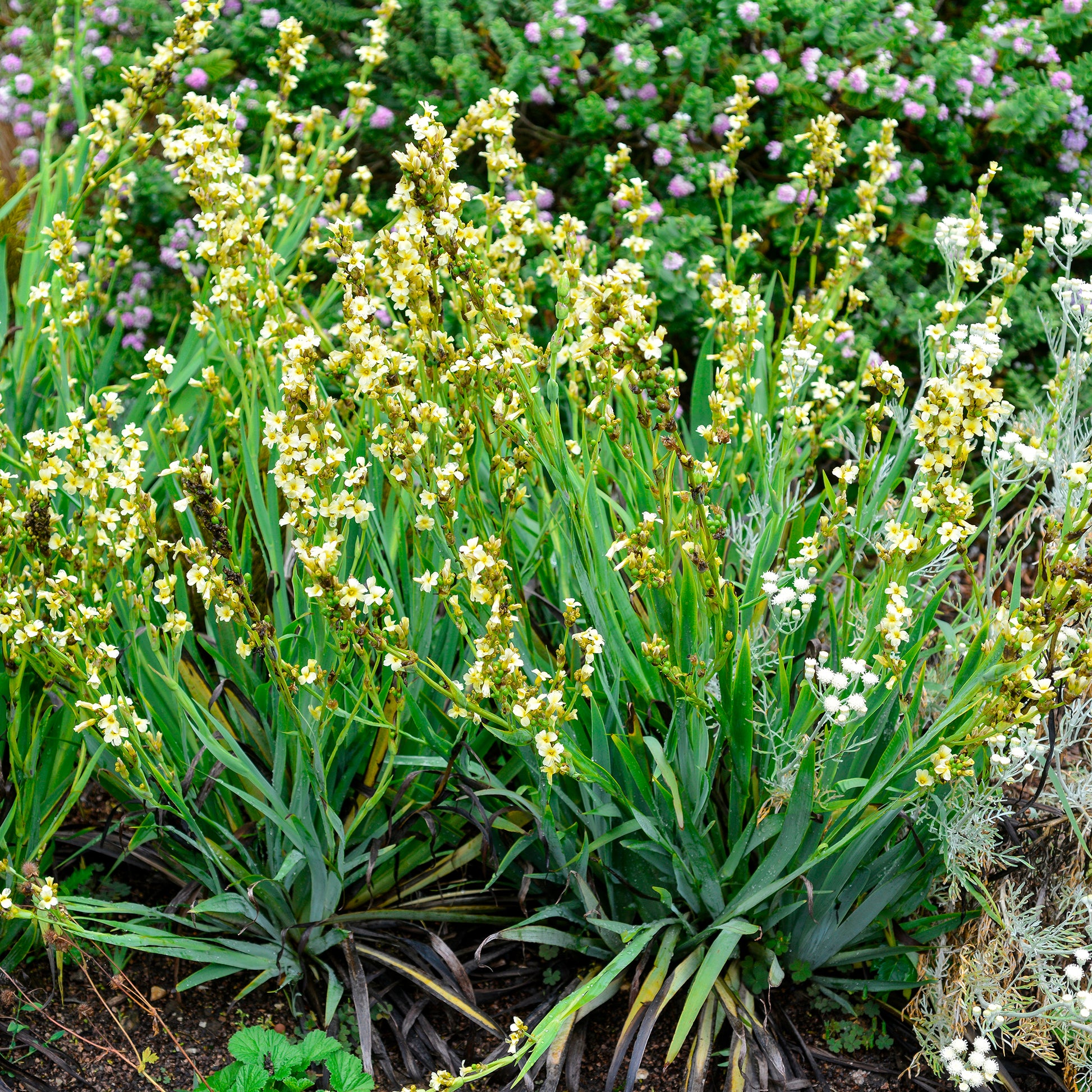 Sisyrinchium striatum - Gestreiftes Grasschwertel - Blühende Stauden