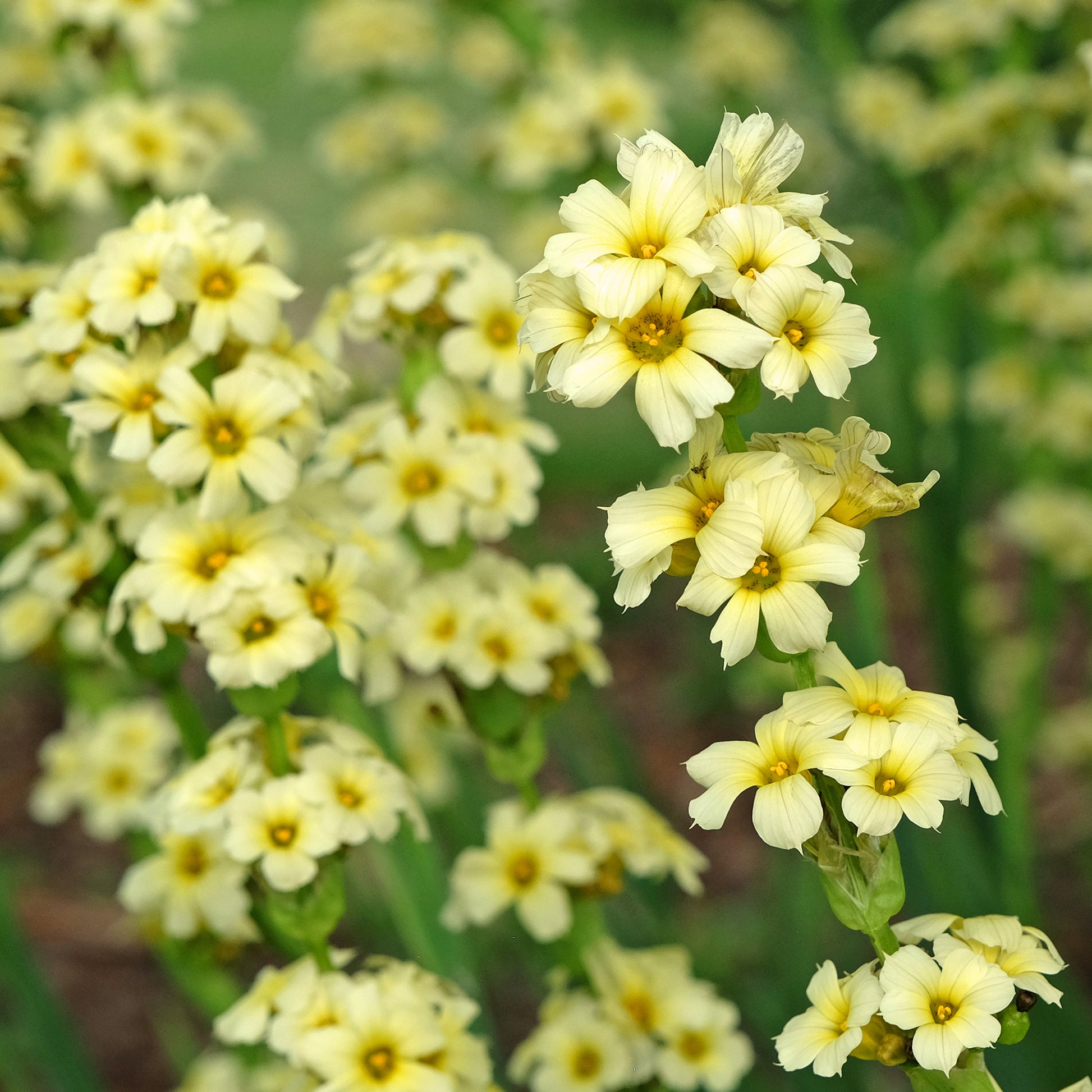 Verkauf Gestreiftes Grasschwertel - Sisyrinchium striatum