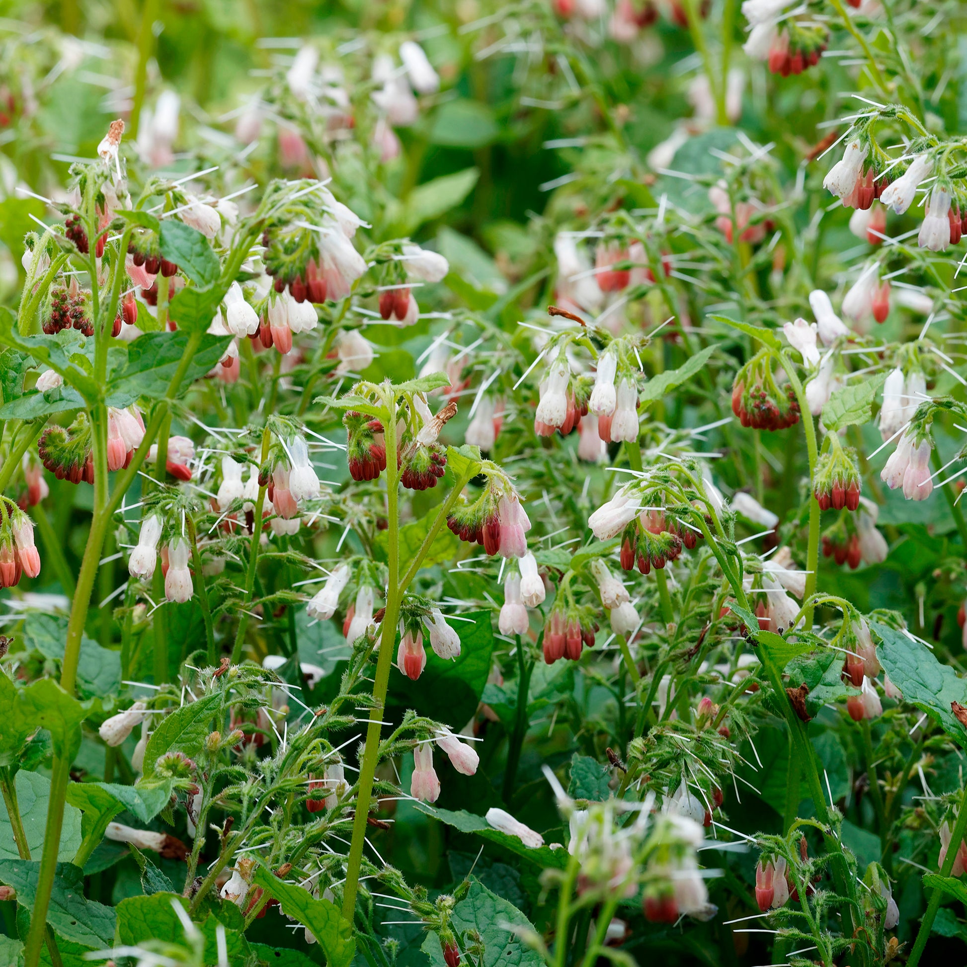 Großblumiger Beinwell Hidcote Pink - Bakker