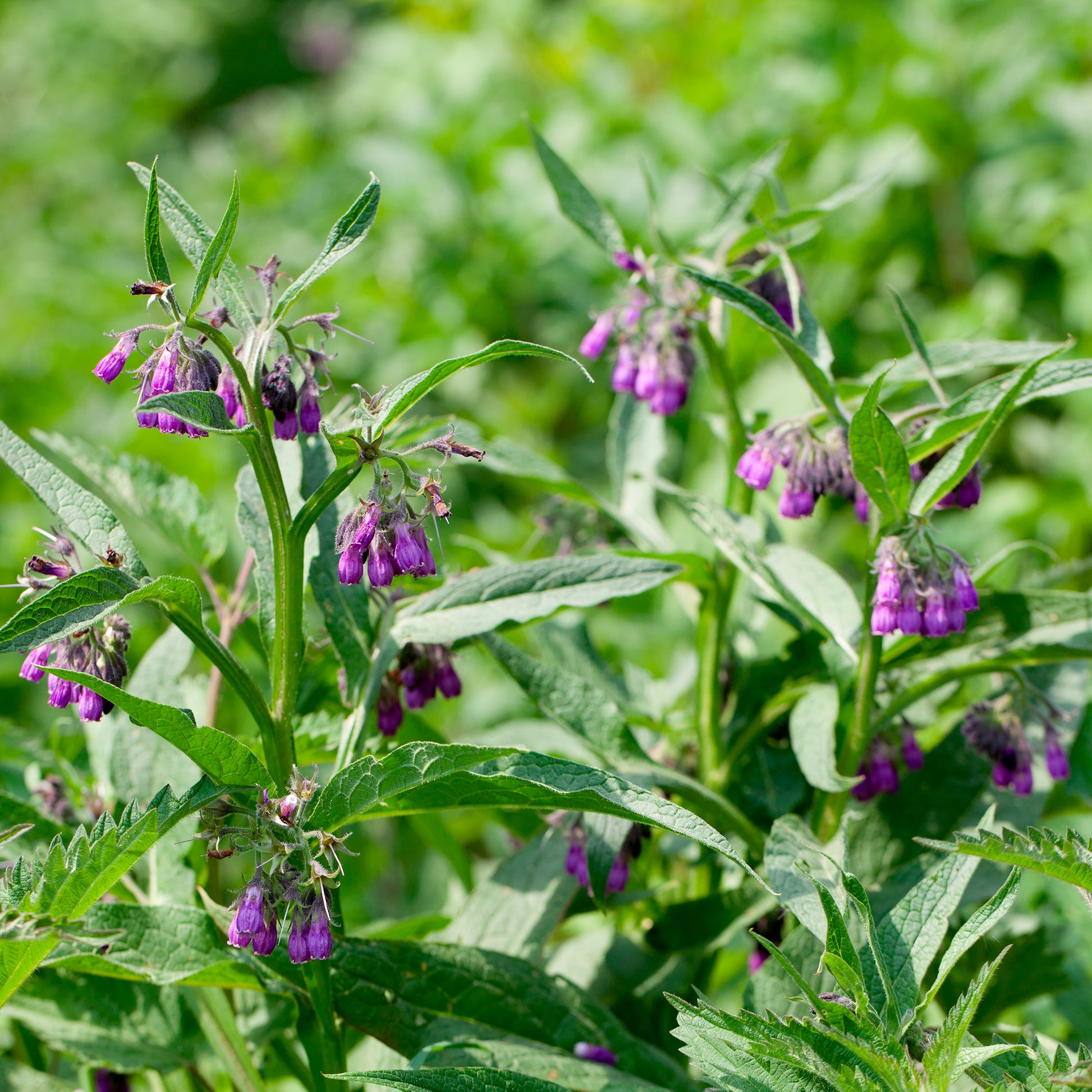 Großer Beinwell Purpureum - Symphytum officinale purpureum - Bakker