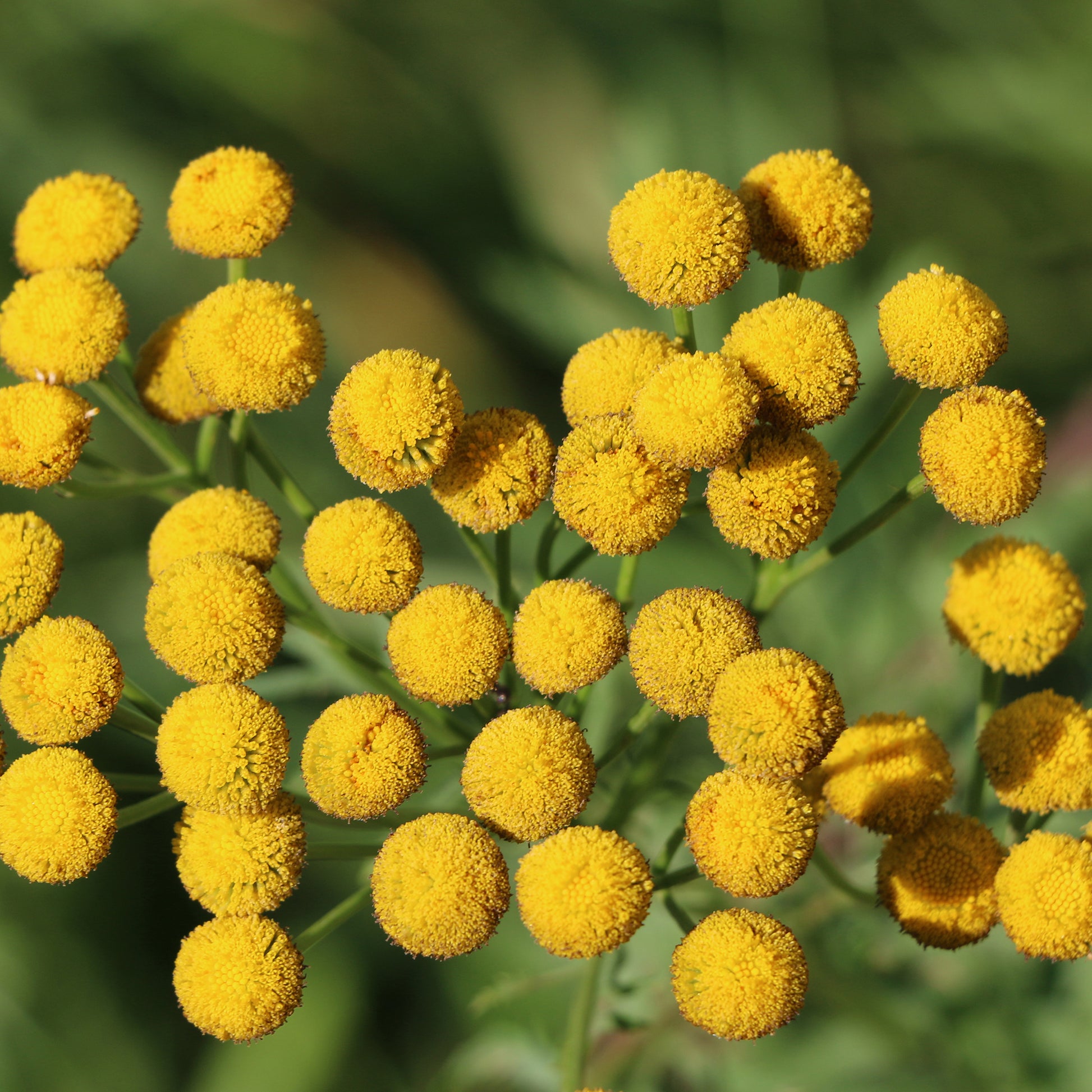 Rainfarn - Tanacetum vulgare - Bakker