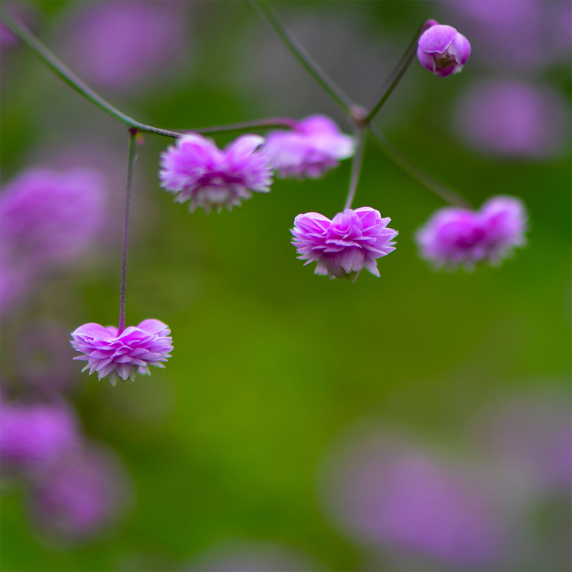 Wiesenraute ‘Hewitt’s Double’ - Thalictrum delavayi Hewitts Double - Bakker
