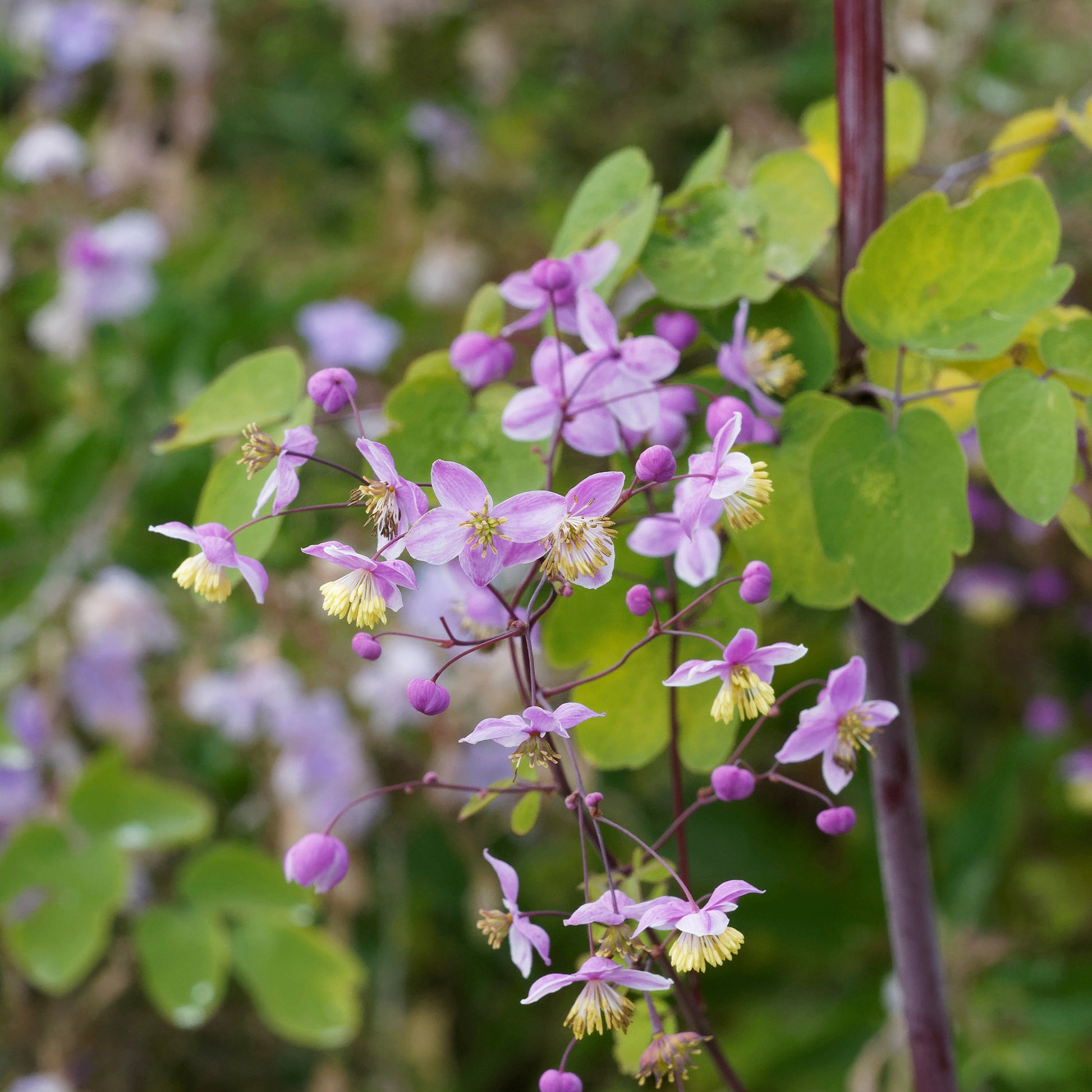 Wiesenraute ‘Splendide’ - Thalictrum delavayi Splendide - Bakker