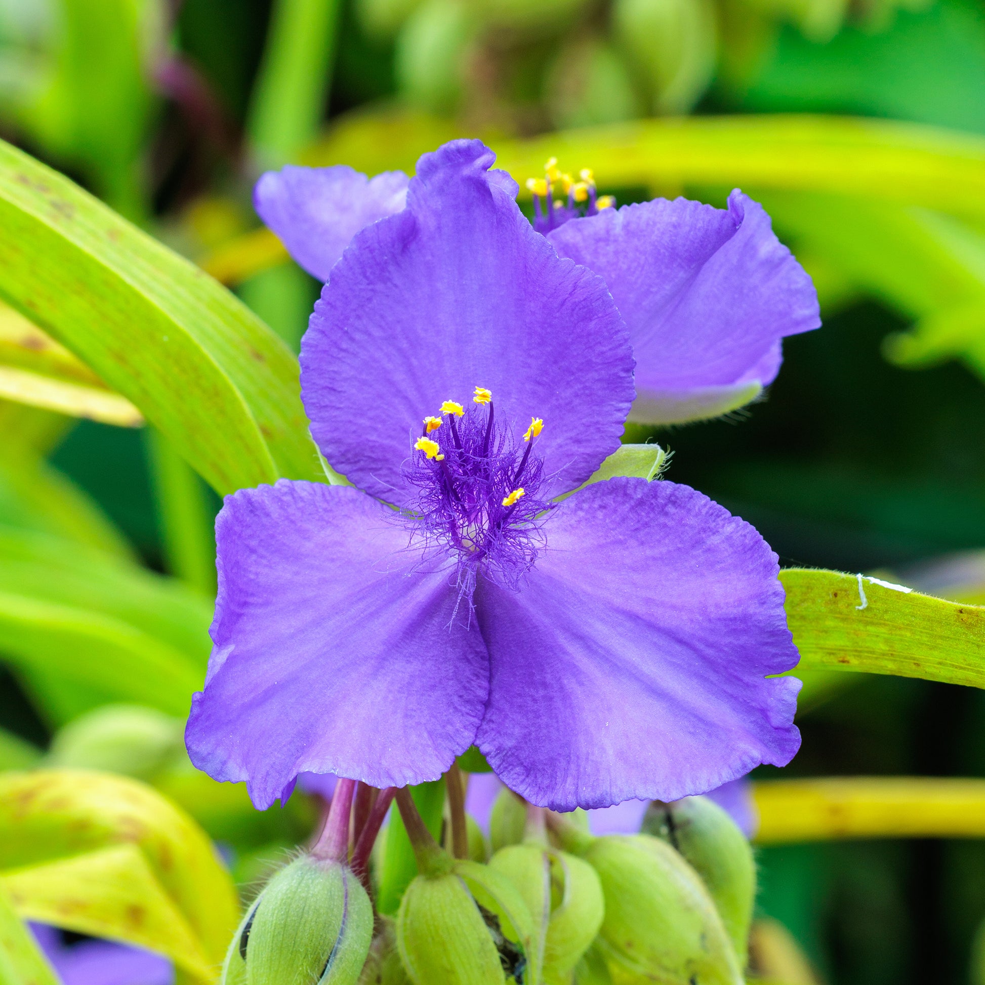 Verkauf Dreimasterblume Sweet Kate - Tradescantia ( andersoniana group ) sweet kate