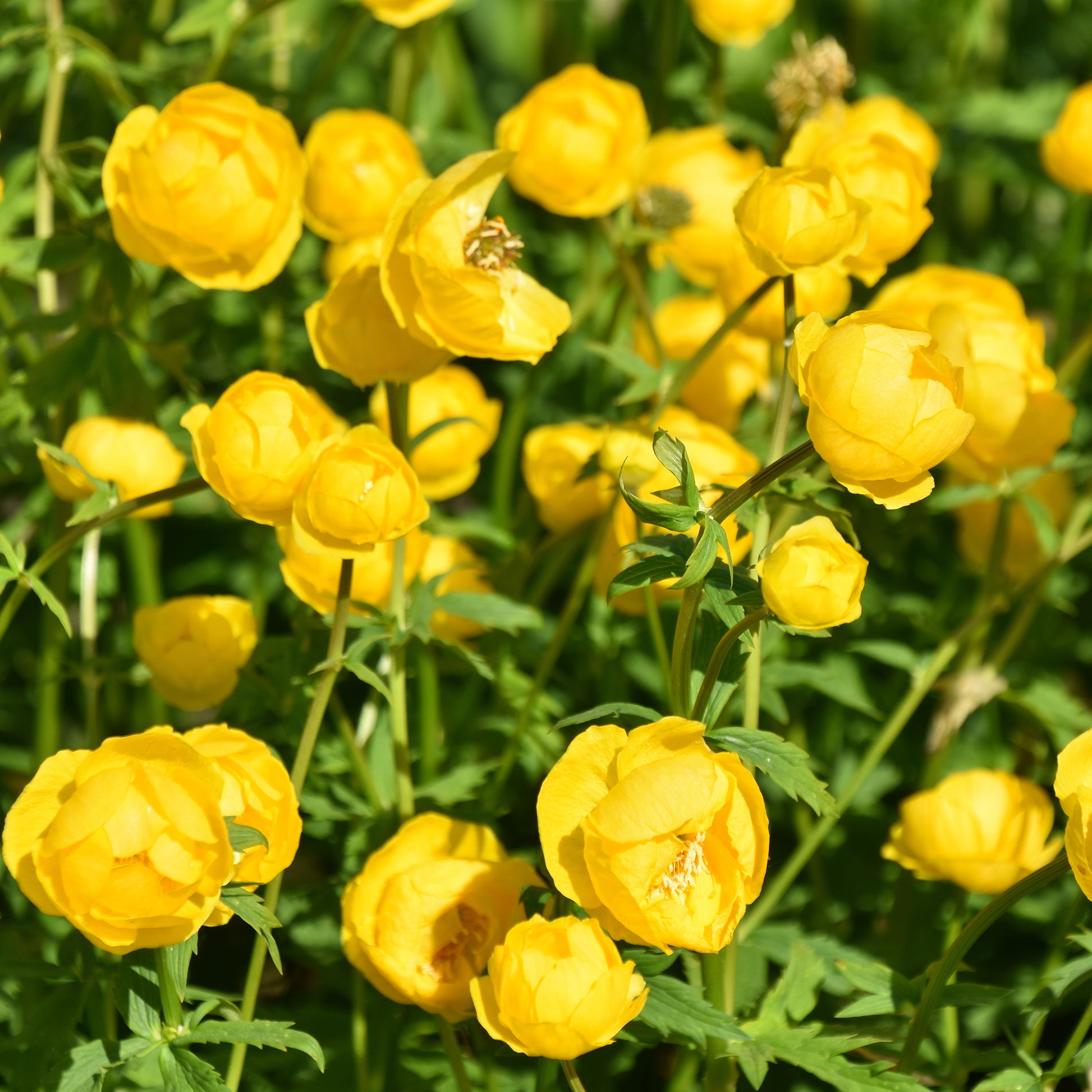 Europäische Trollblume - Trollius europaeus - Bakker