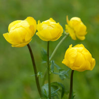 Europäische Trollblume - Bakker