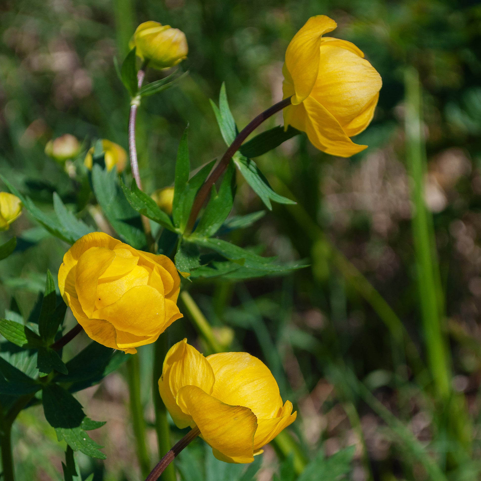 Stauden - Europäische Trollblume - Trollius europaeus