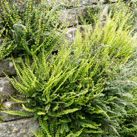 Asplenium trichomanes - Braunstieliger Streifenfarn - Farne