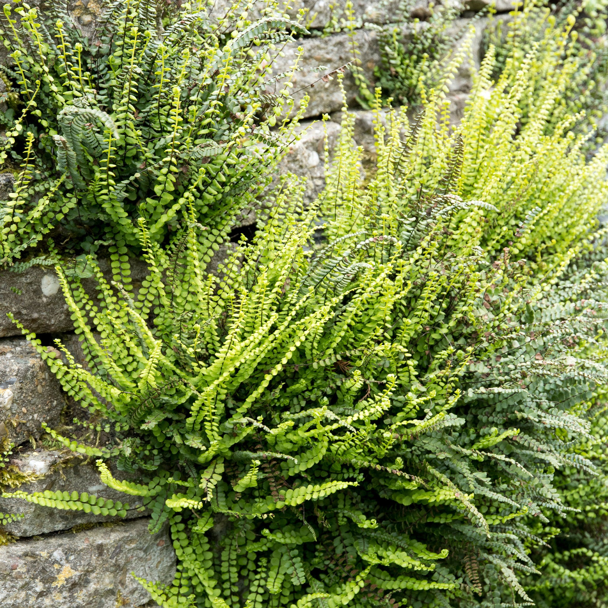 Asplenium trichomanes - Braunstieliger Streifenfarn - Farne