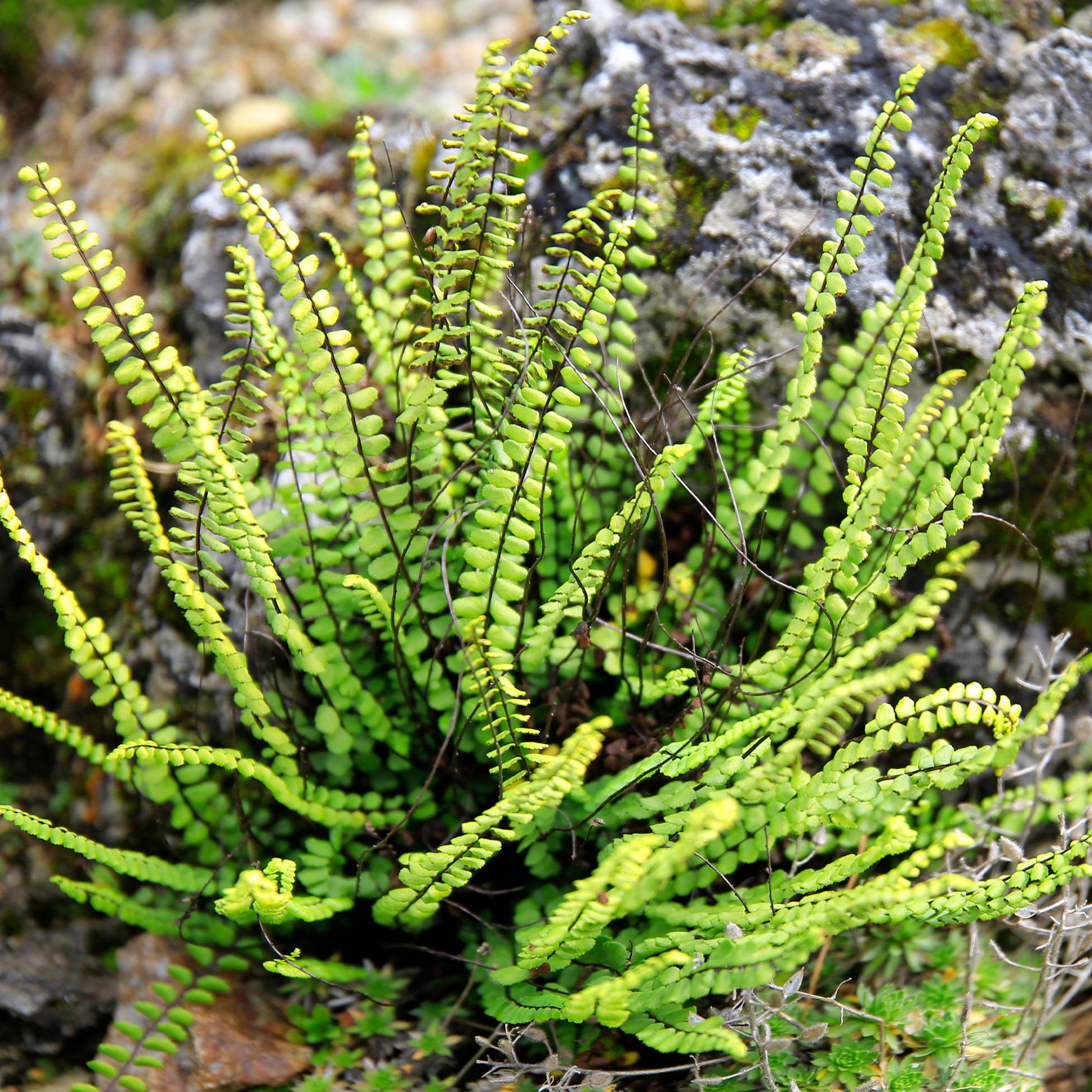 Braunstieliger Streifenfarn - Asplenium trichomanes - Bakker