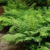 Frauenfarn - Athyrium filix-femina - Bakker
