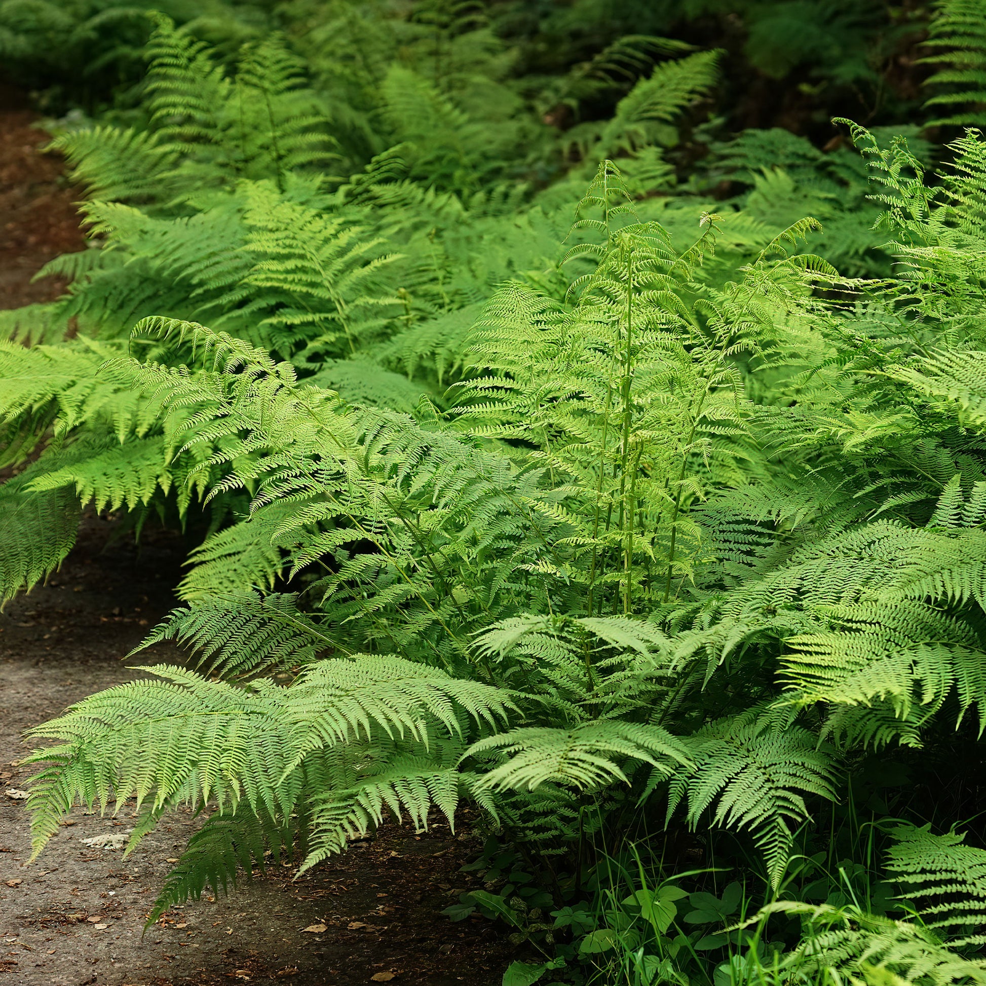 Frauenfarn - Athyrium filix-femina - Bakker