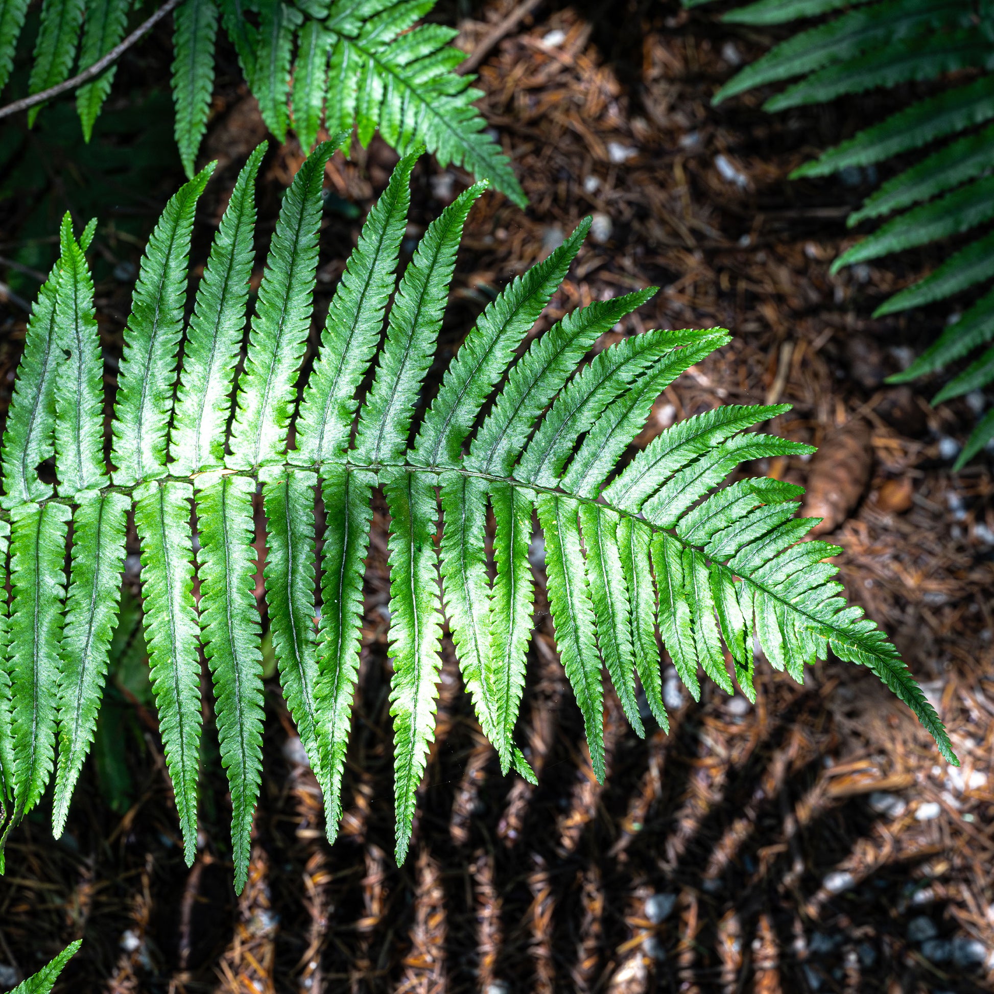 Dryopteris cycadina (atrata) - Rüsselfarn - Farne