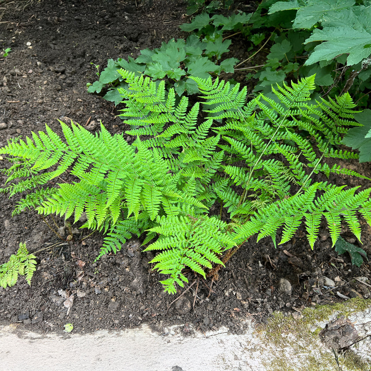 Breitblättriger Dornfarn - Dryopteris dilatata - Bakker