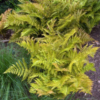 Dryopteris erythrosora - Roter Indusienfarn - Farne