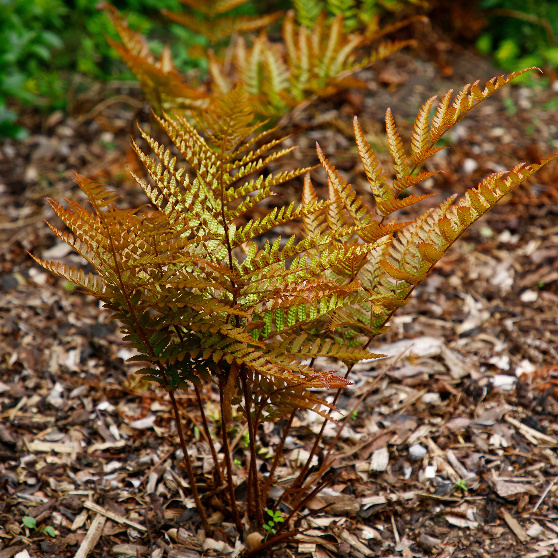 Roter Indusienfarn - Dryopteris erythrosora - Bakker