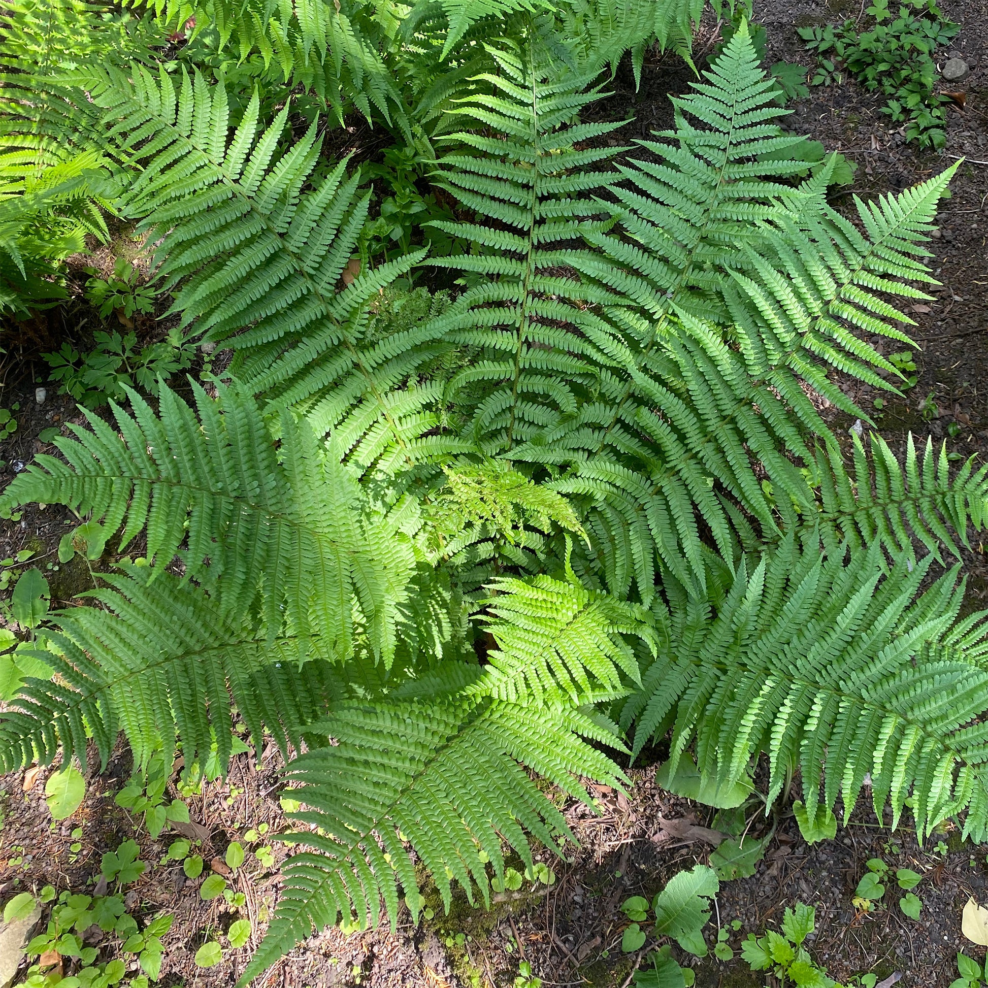 Echter Wurmfarn - Dryopteris filix-mas - Bakker
