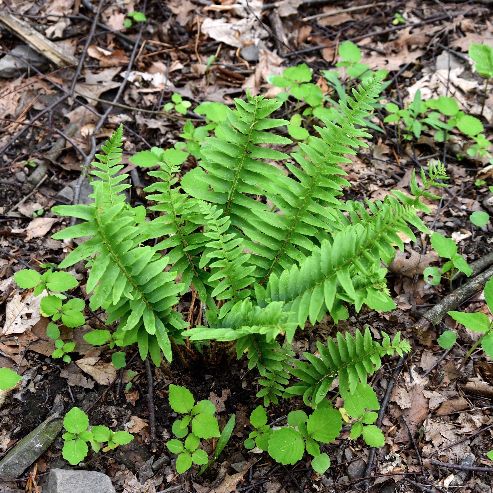 Weihnachtsfarn - Polystichum acrostichoides - Bakker
